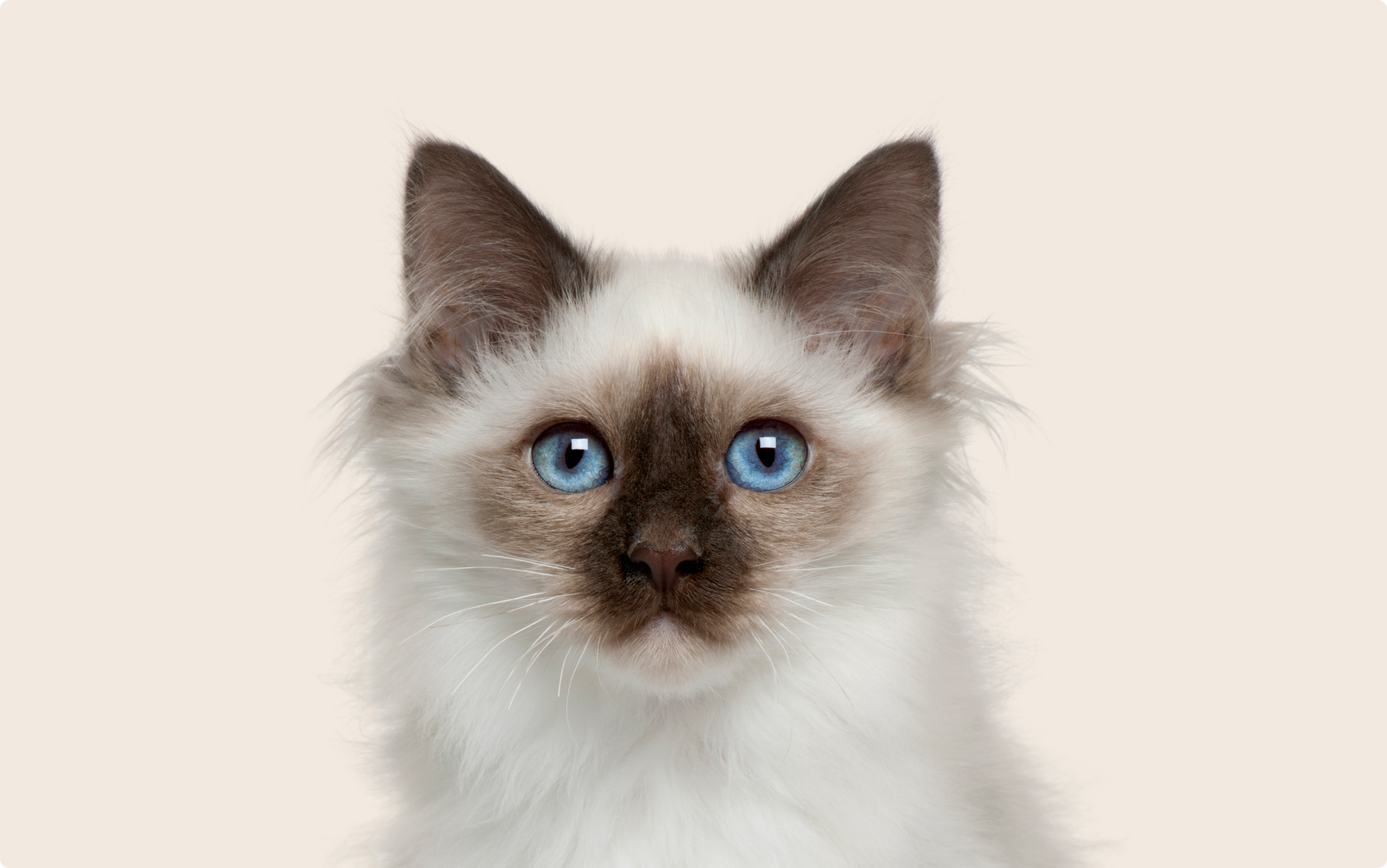 Birman Cat on beige background