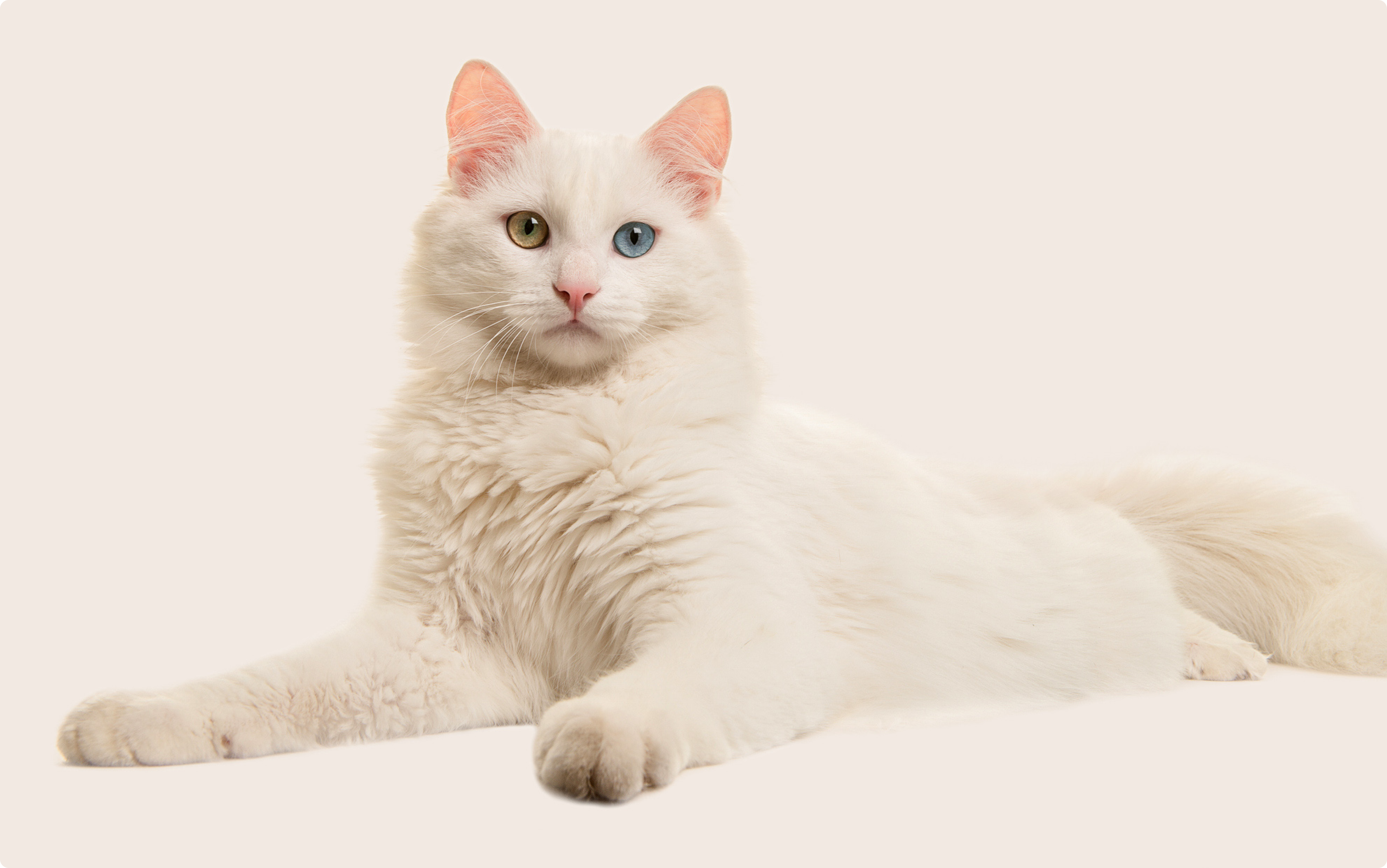 Turkish van cat insurance ManyPets