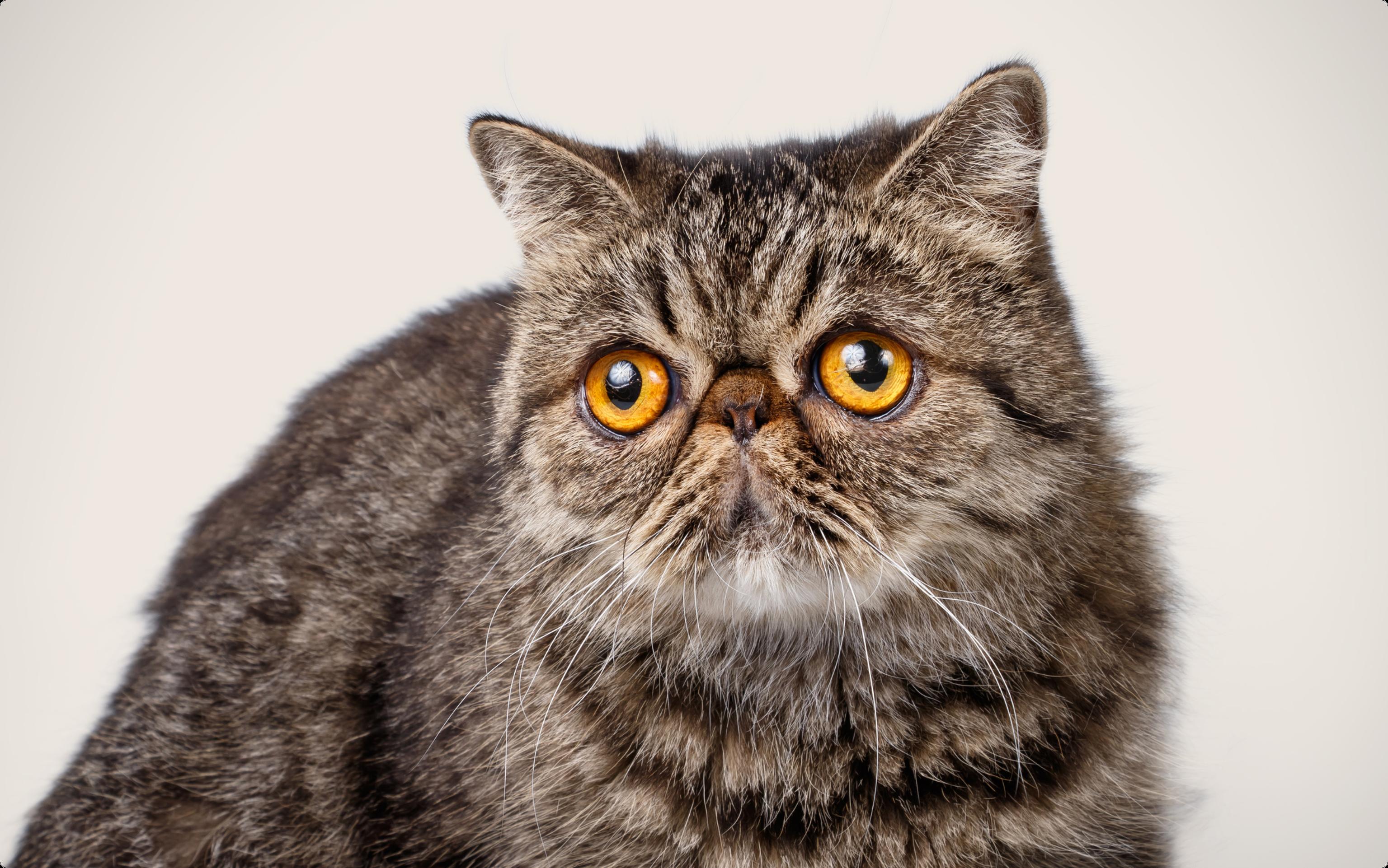 A close up of an exotic shorthair cat with orange eyes, on a beige background