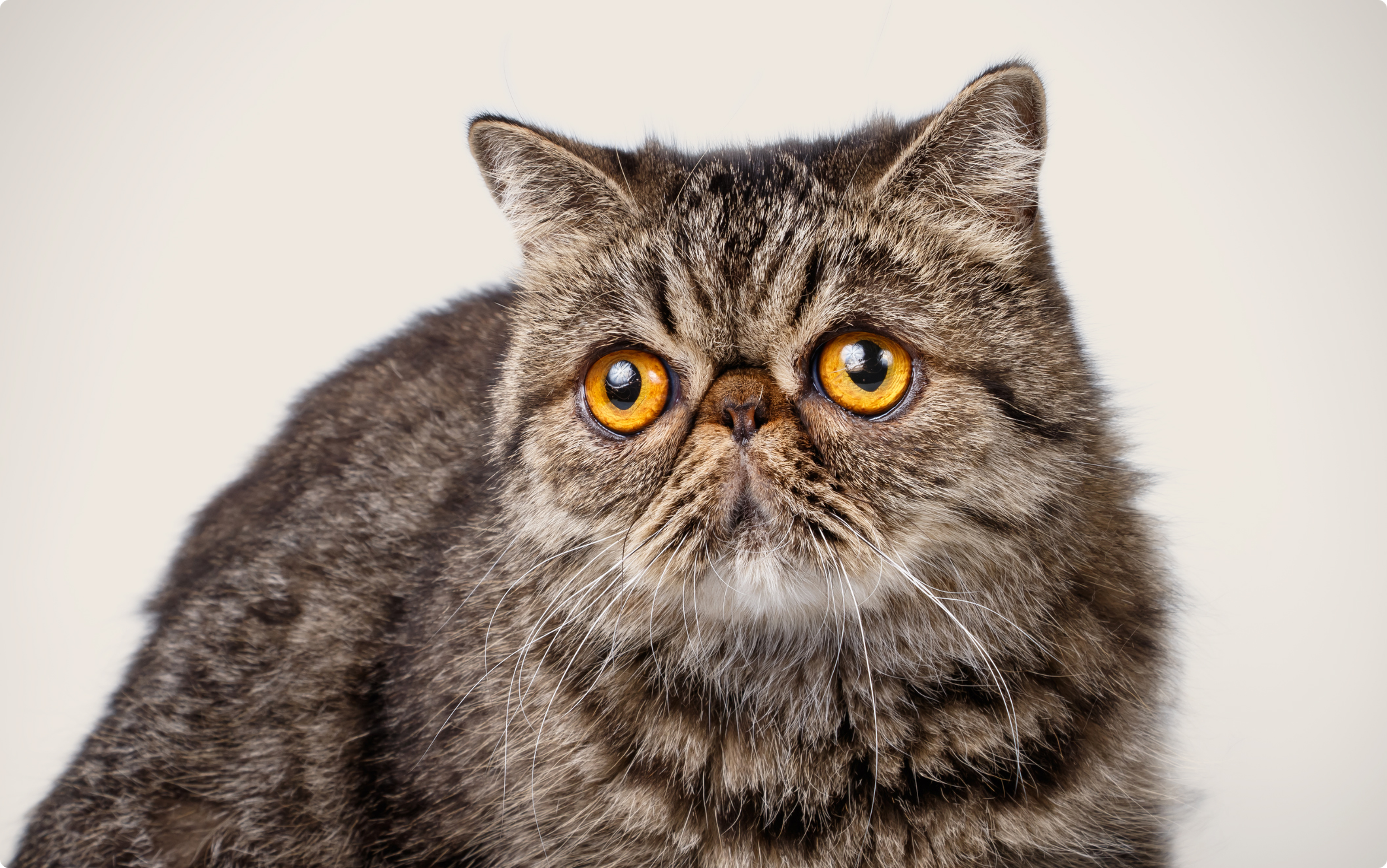 A close up of an exotic shorthair cat with orange eyes, on a beige background