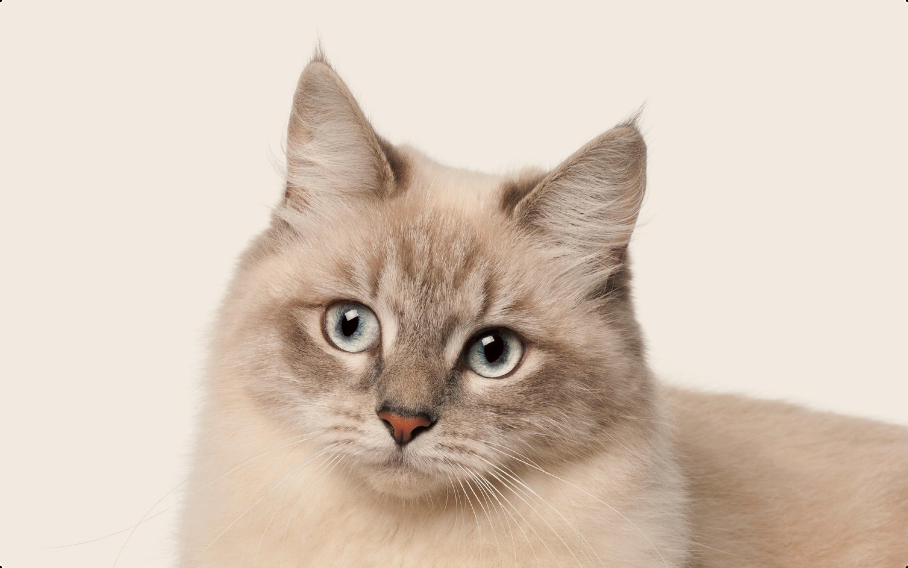 Siberian Cat