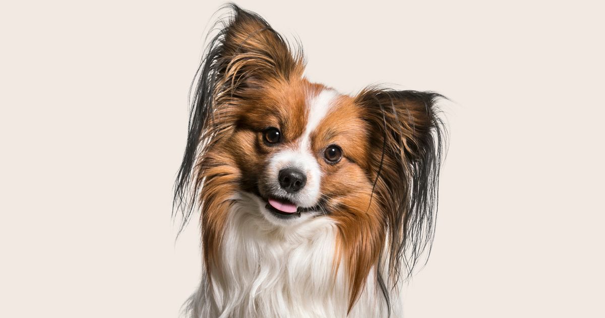 All white deals papillon dog