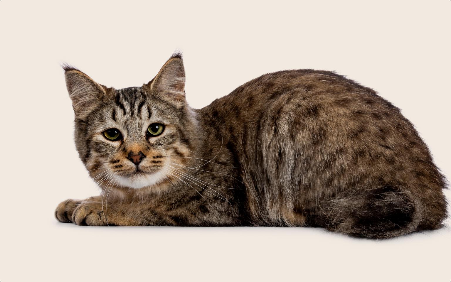 A pixie-bob cat laying down on a beige background