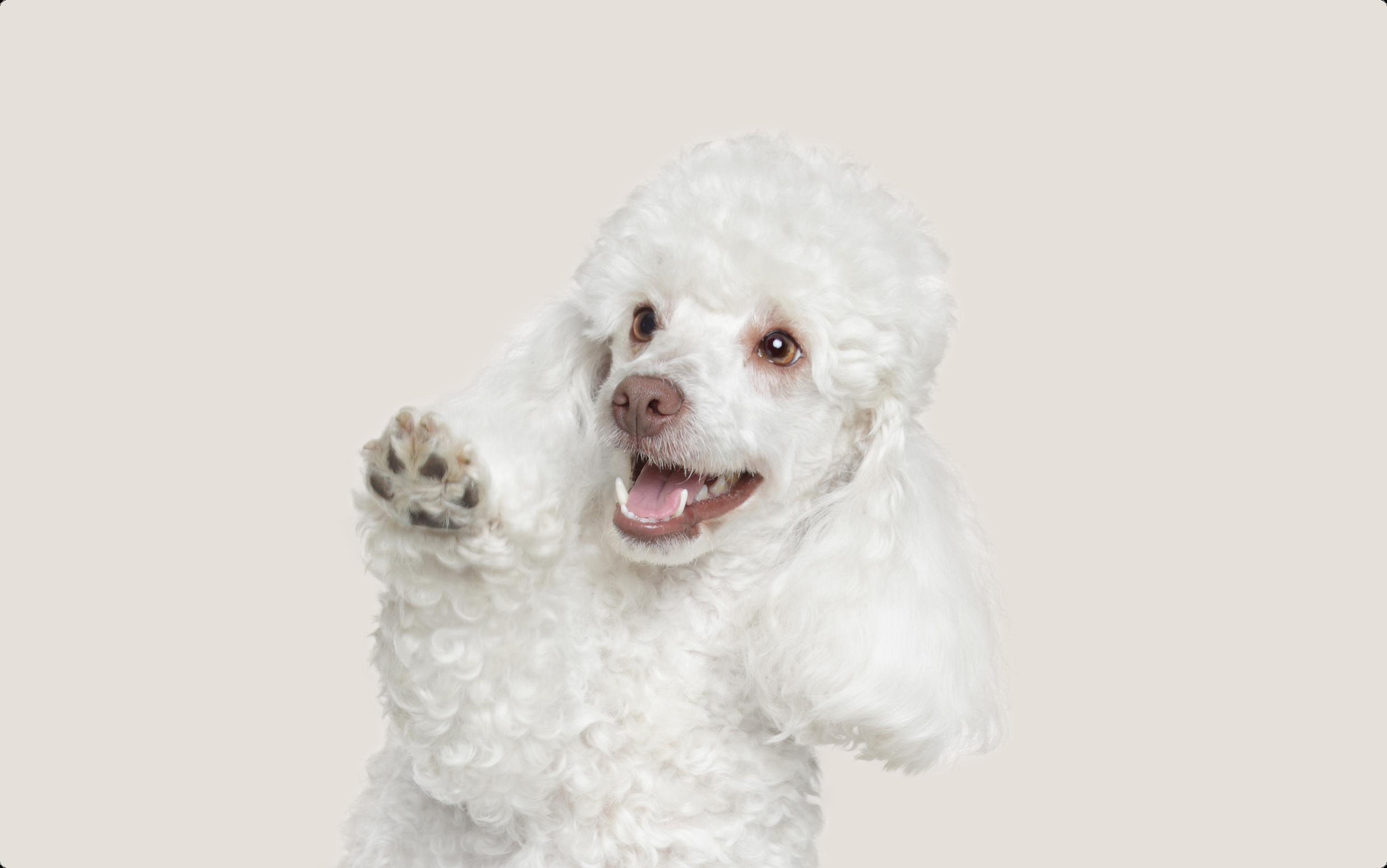 A white Poodle with curly fur, raising its paw and looking directly at the camera with its mouth open in a playful expression against a light beige background.