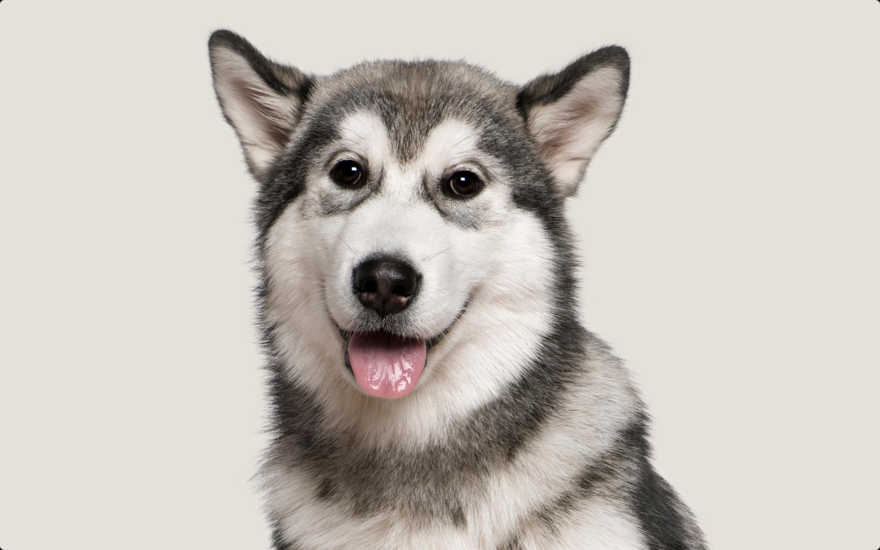 A close-up of an Alaskan Malamute with a grey and white coat, dark eyes, and its tongue out, sitting against a light grey background and looking directly at the camera.