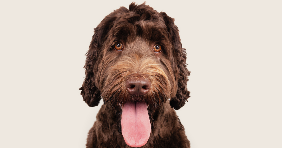 Common health problems with Labradoodles ManyPets