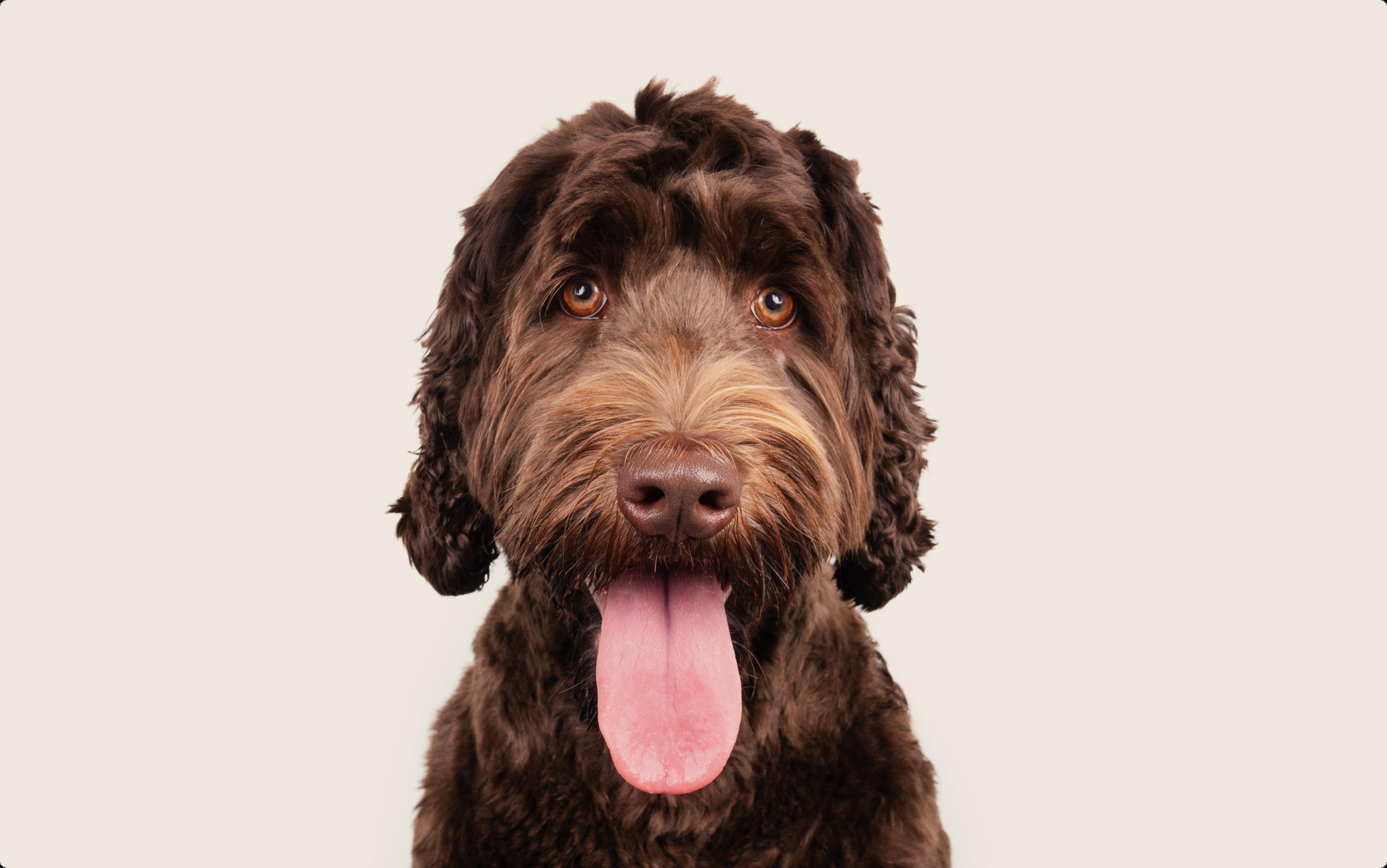 Labradoodle