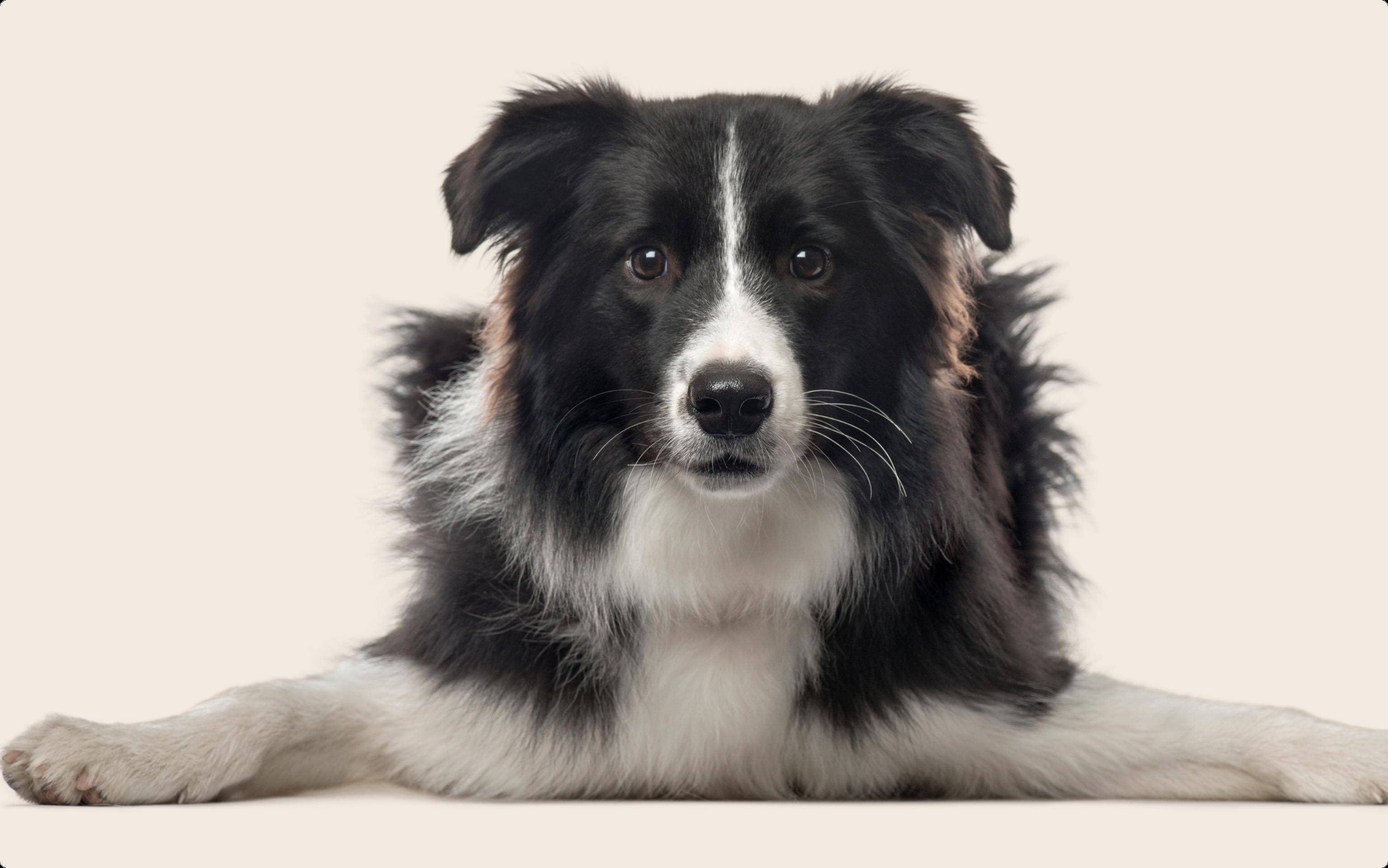 Border Collie lying down with front paws spread out