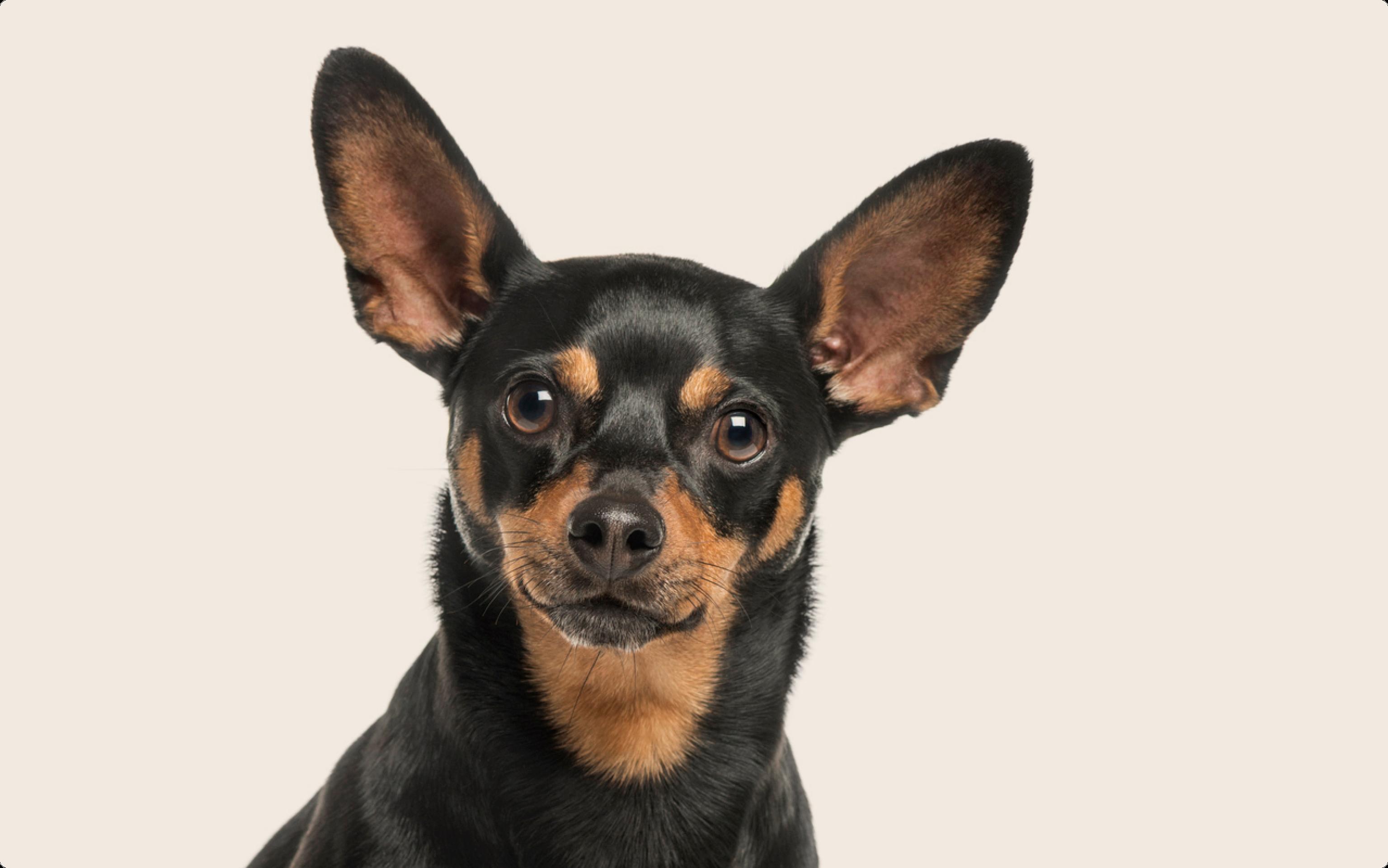 Miniature Pinscher