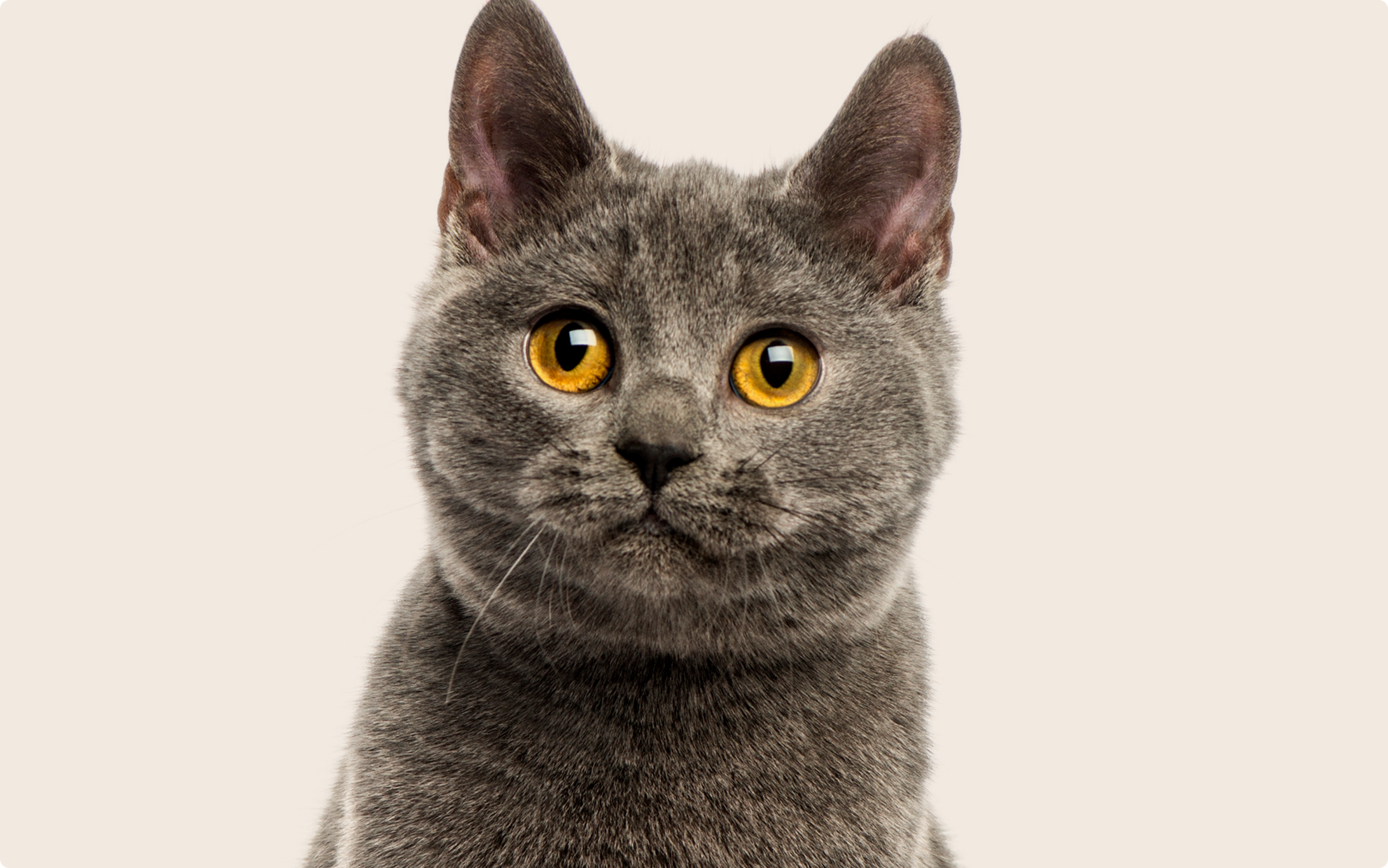 Close up of a grey cat with orange eyes on a beige background