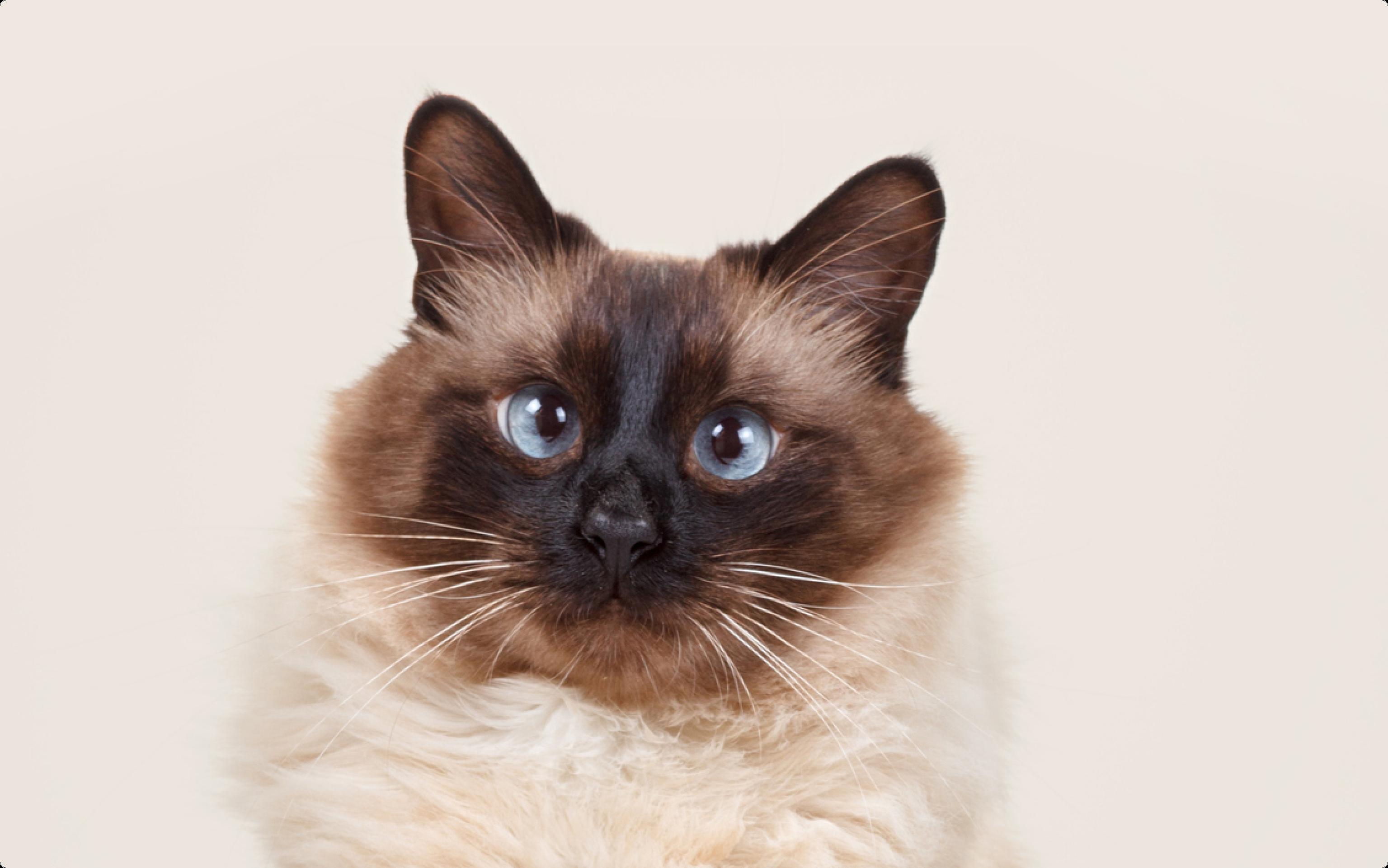Close up photo of a Balinese cat with blue eyes, on a beige background