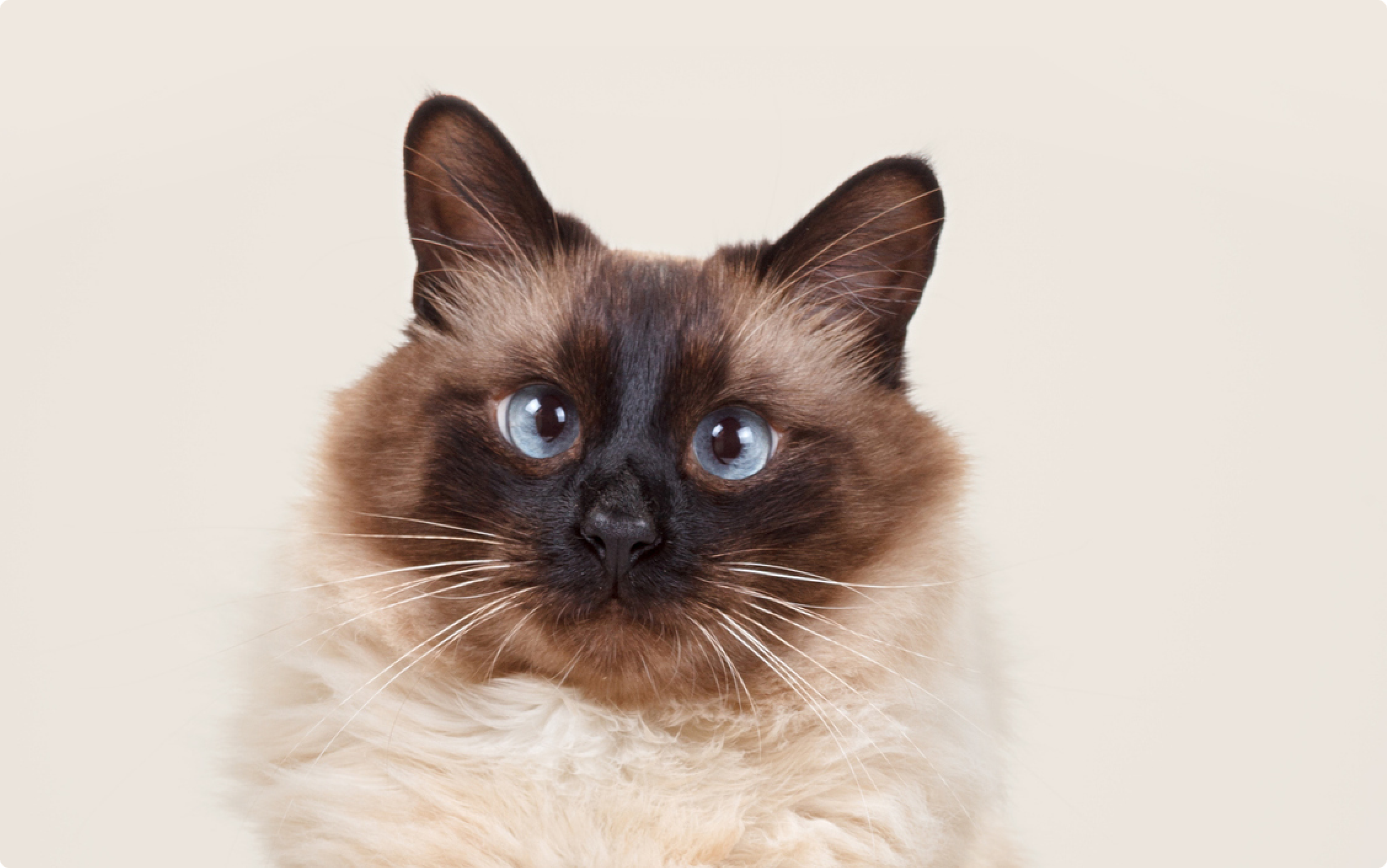 Close up photo of a Balinese cat with blue eyes, on a beige background