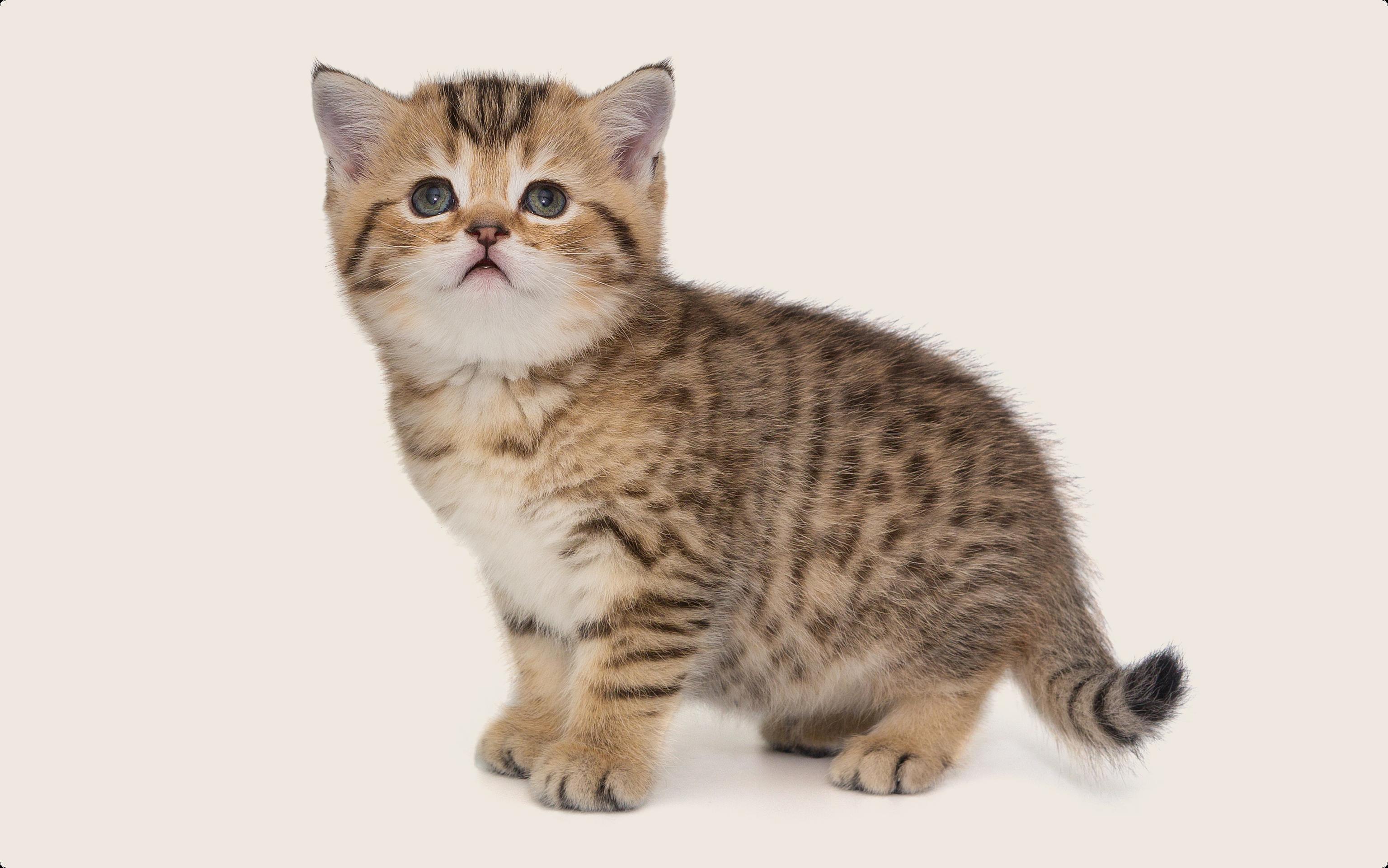 A young Munchkin kitten on a beige background