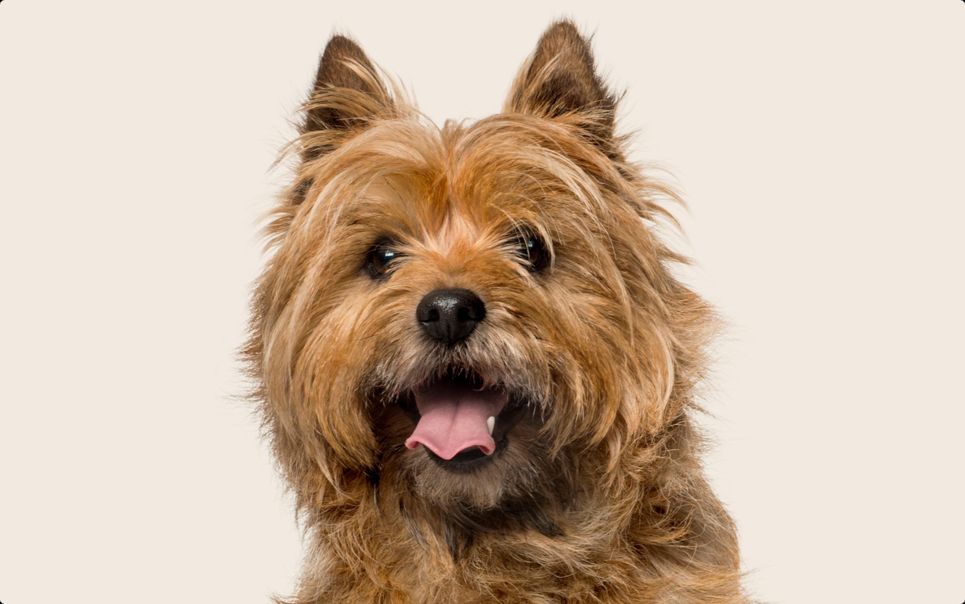 Image of a light brown Cairn Terrier looking into the camera