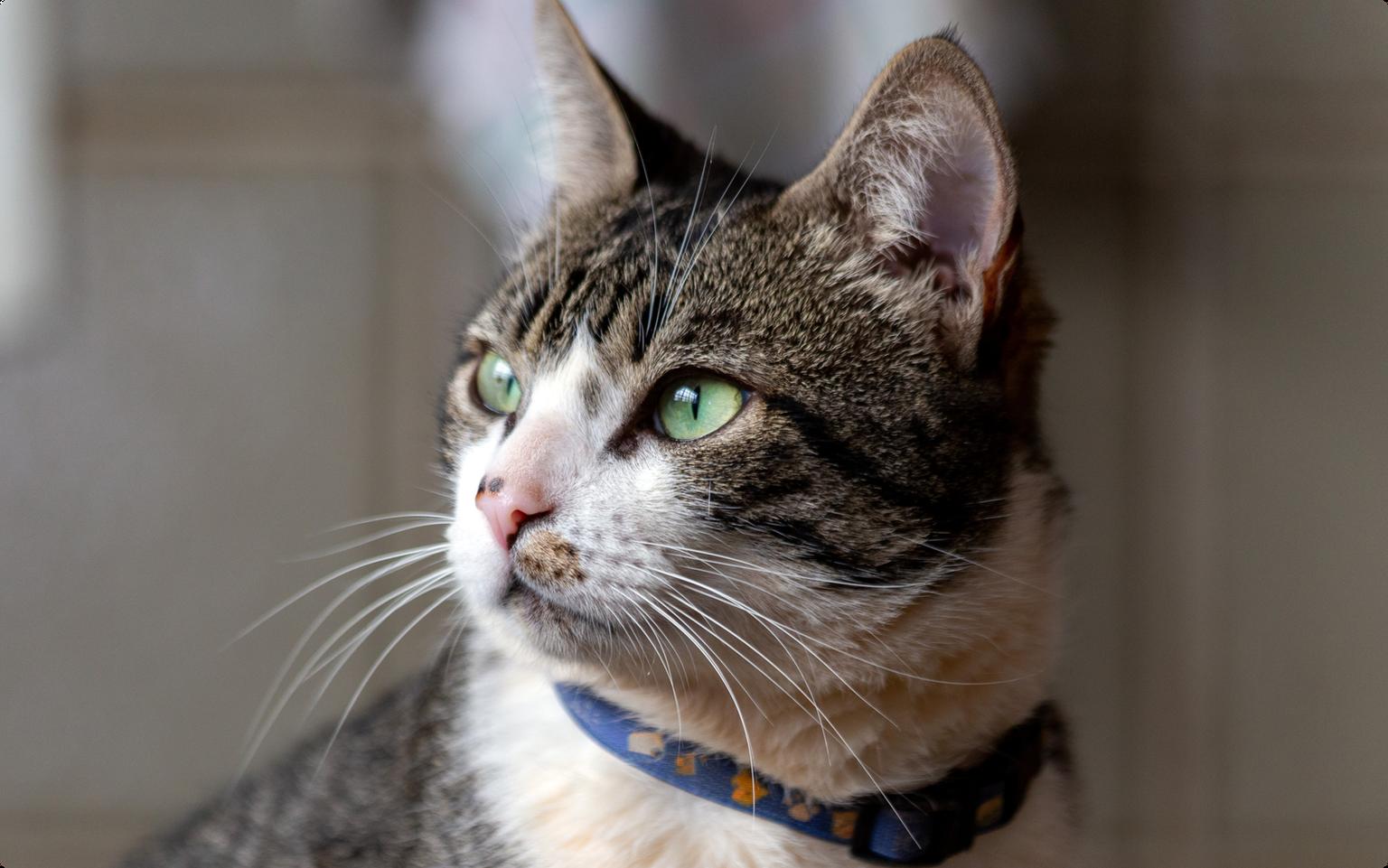 Close up an of an American Wirehair cat with green eyes wearing a blue collar