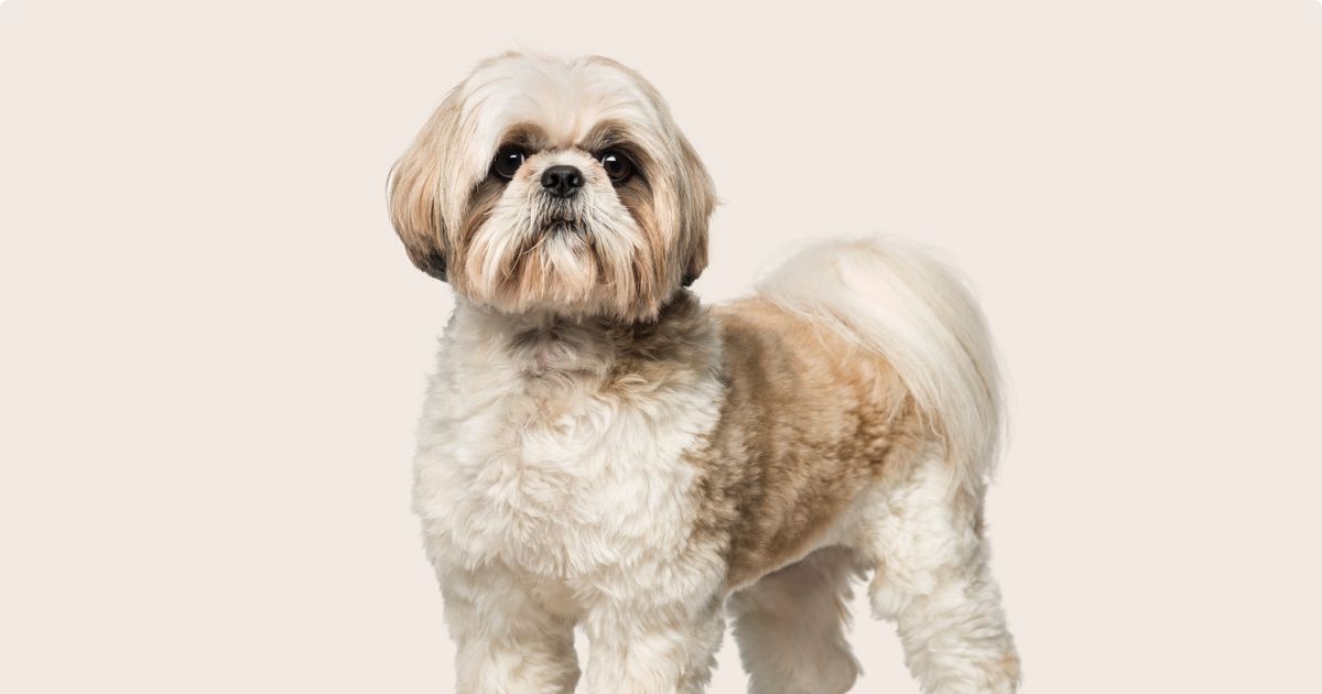 Average cost of hot sale a shih tzu