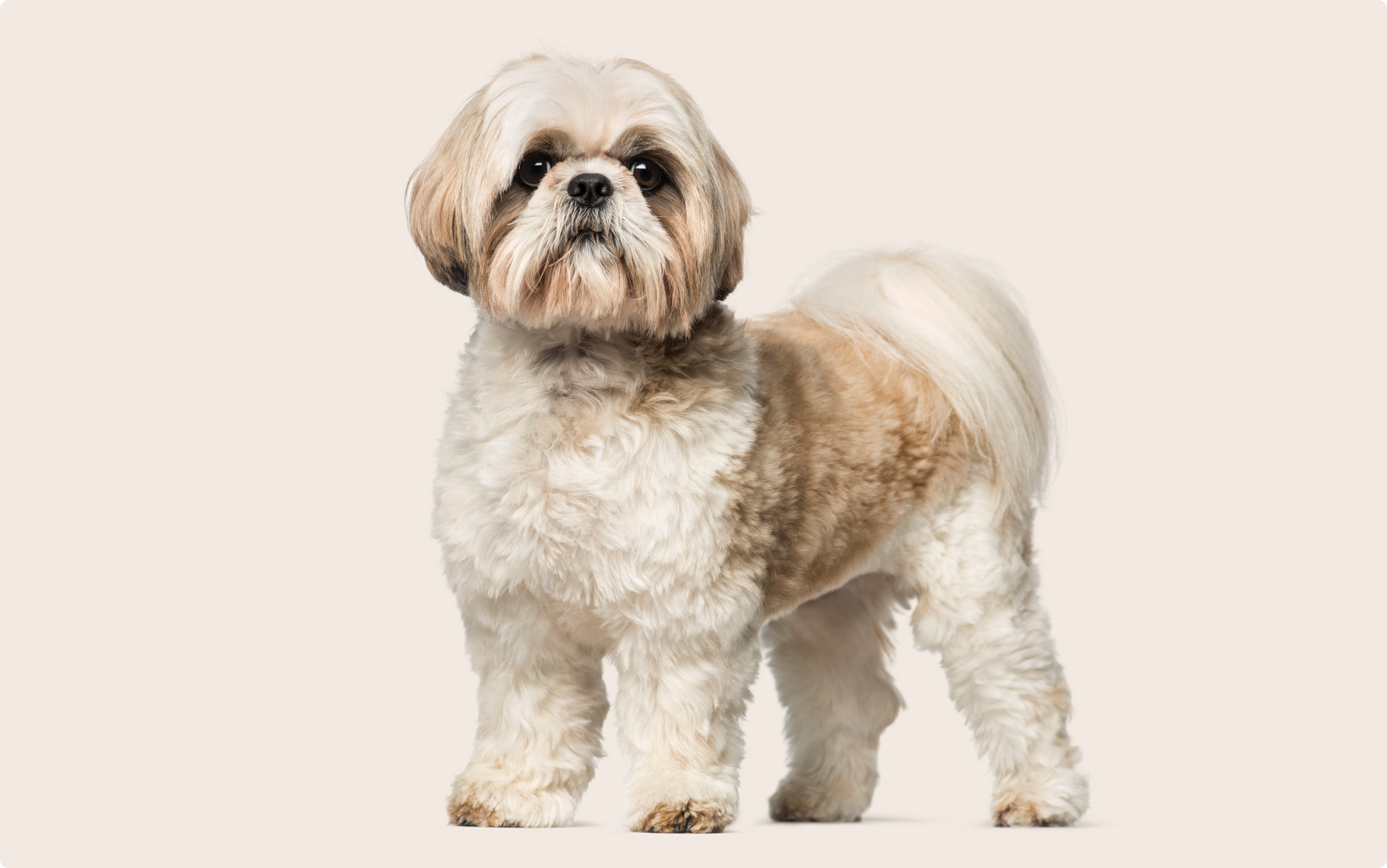 Understanding Shih Tzu Size How Big Do They Really Get And What Understanding Shih Tzu Size How Big Do They Really Get And What