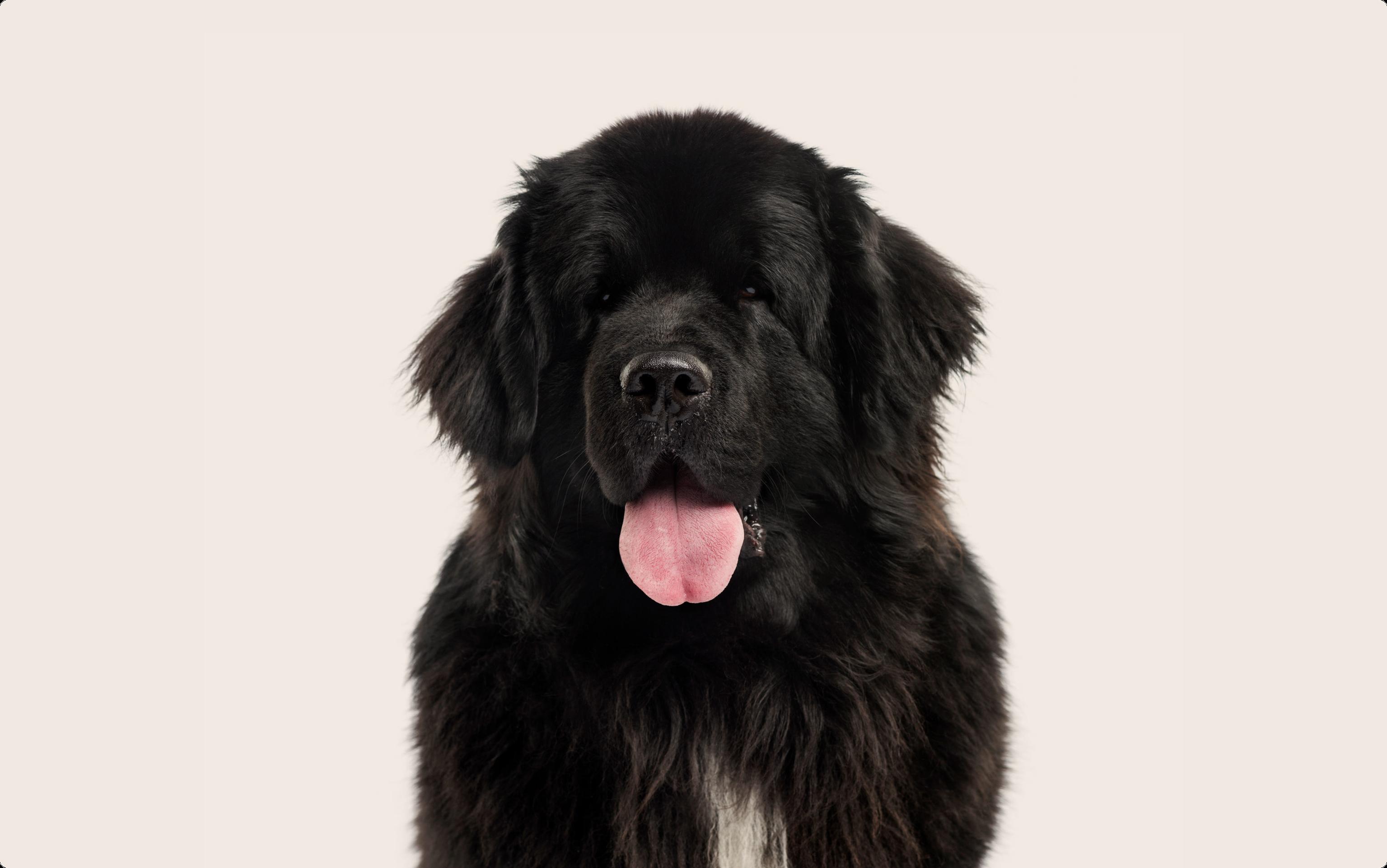 Newfoundland dog