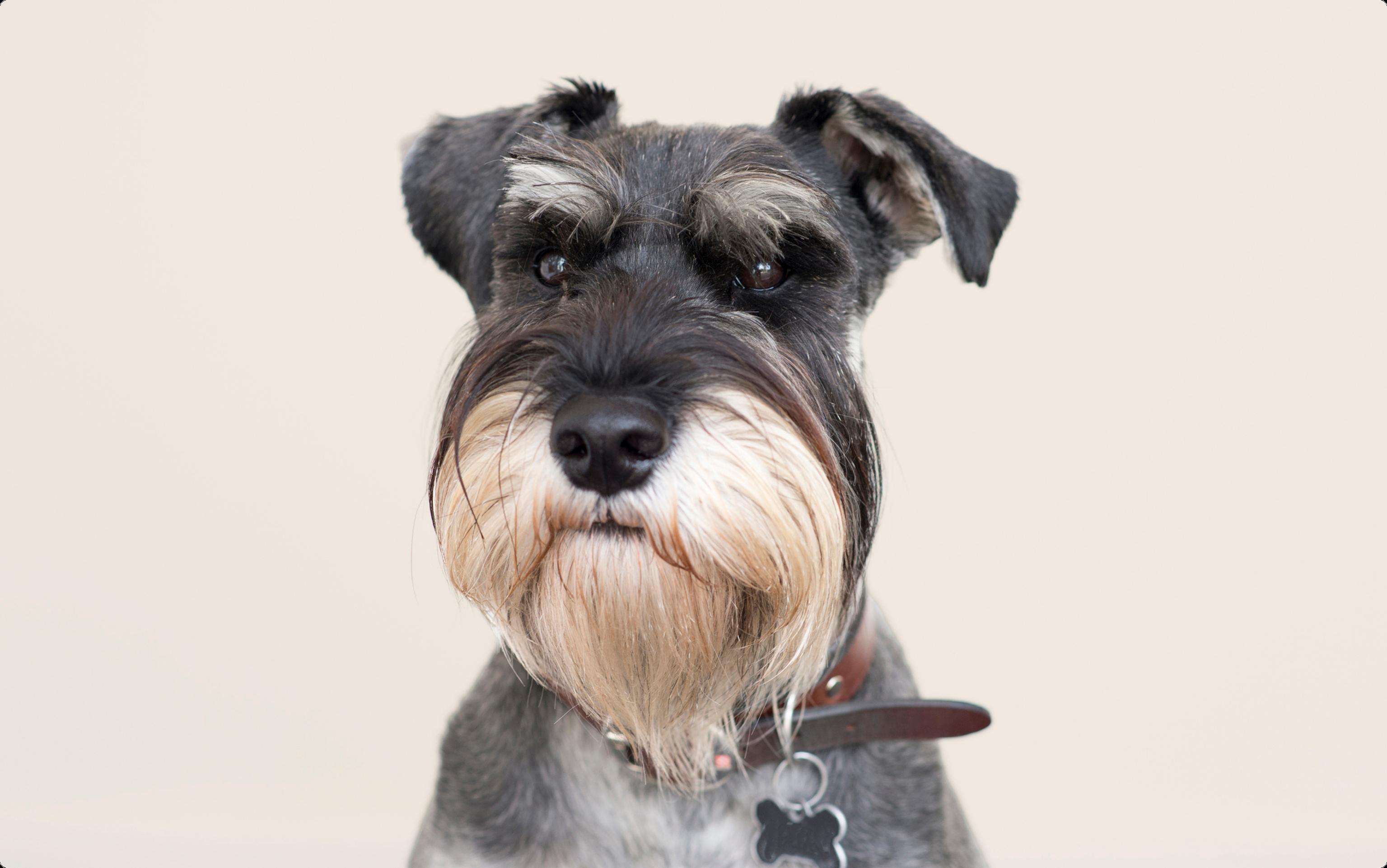 Schnauzer dog on beige background