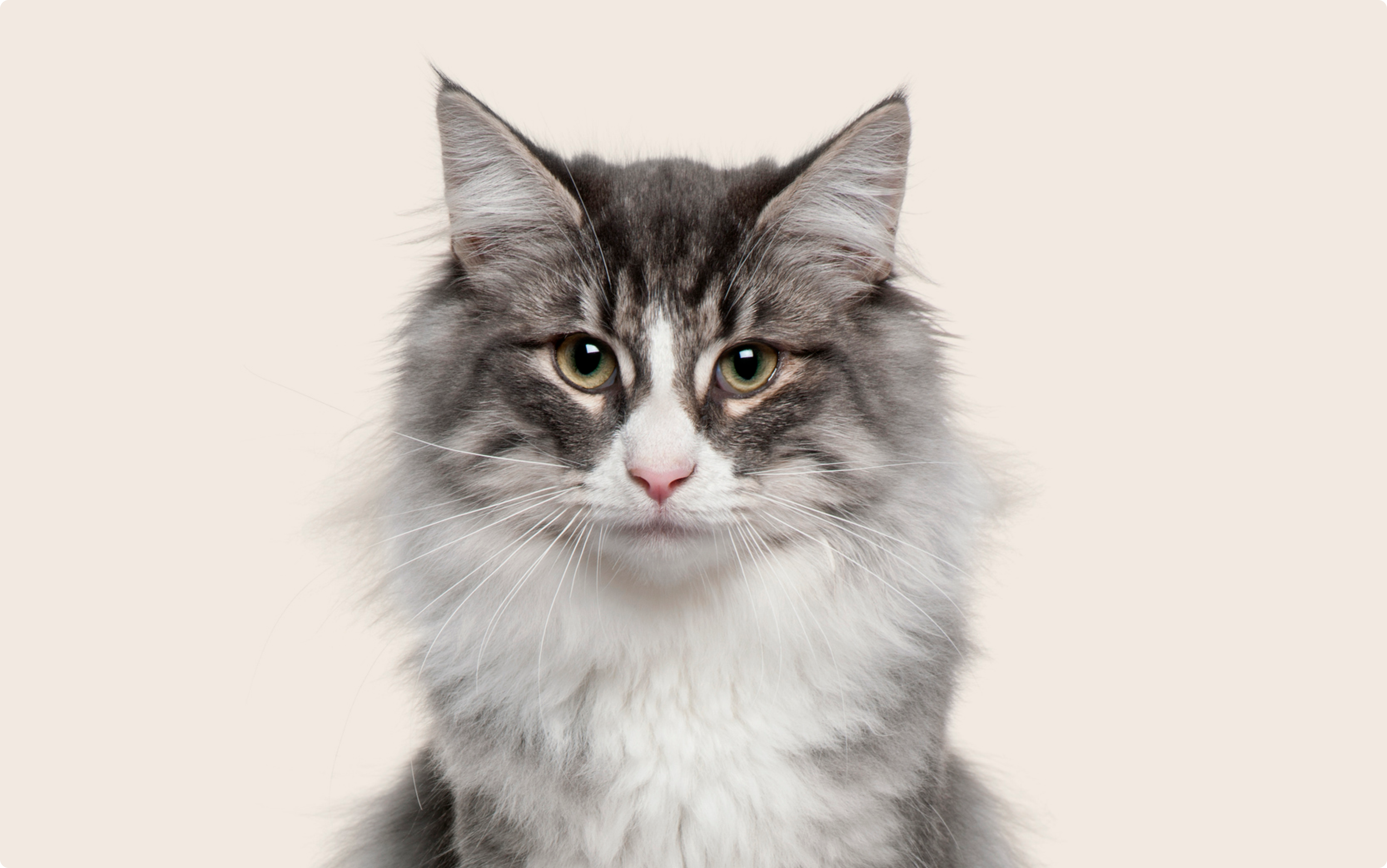 Pet Insurance for Older Cats: Cover Your Senior Cat ManyPets - Main Image