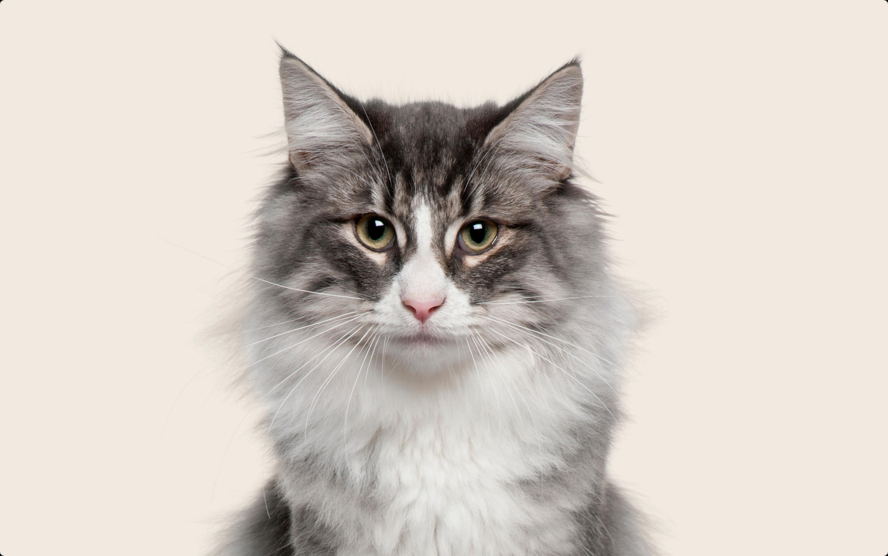 Close up of a Norwegian forest cat on a beige background