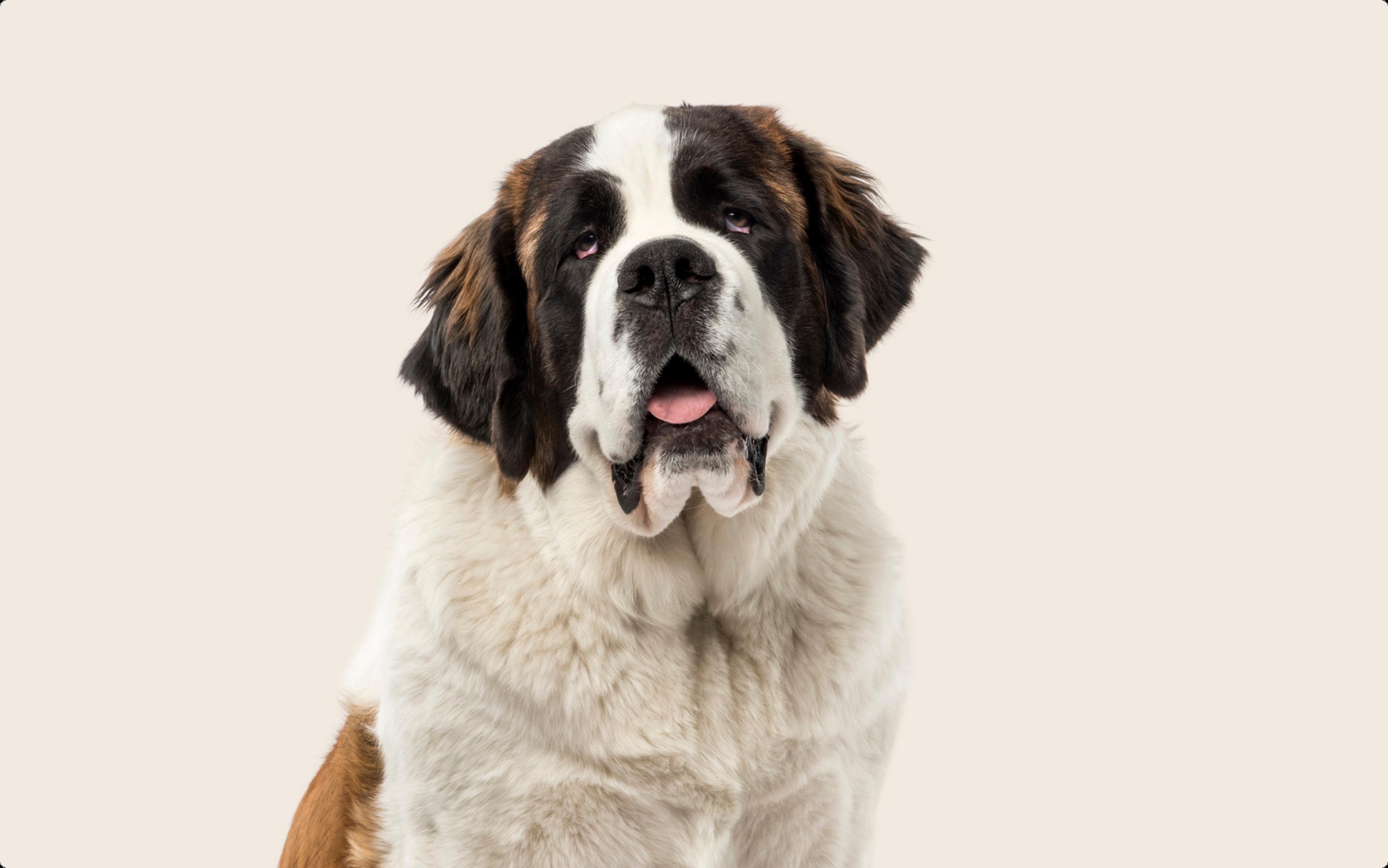Close up of a Saint Bernard dog on a beige background