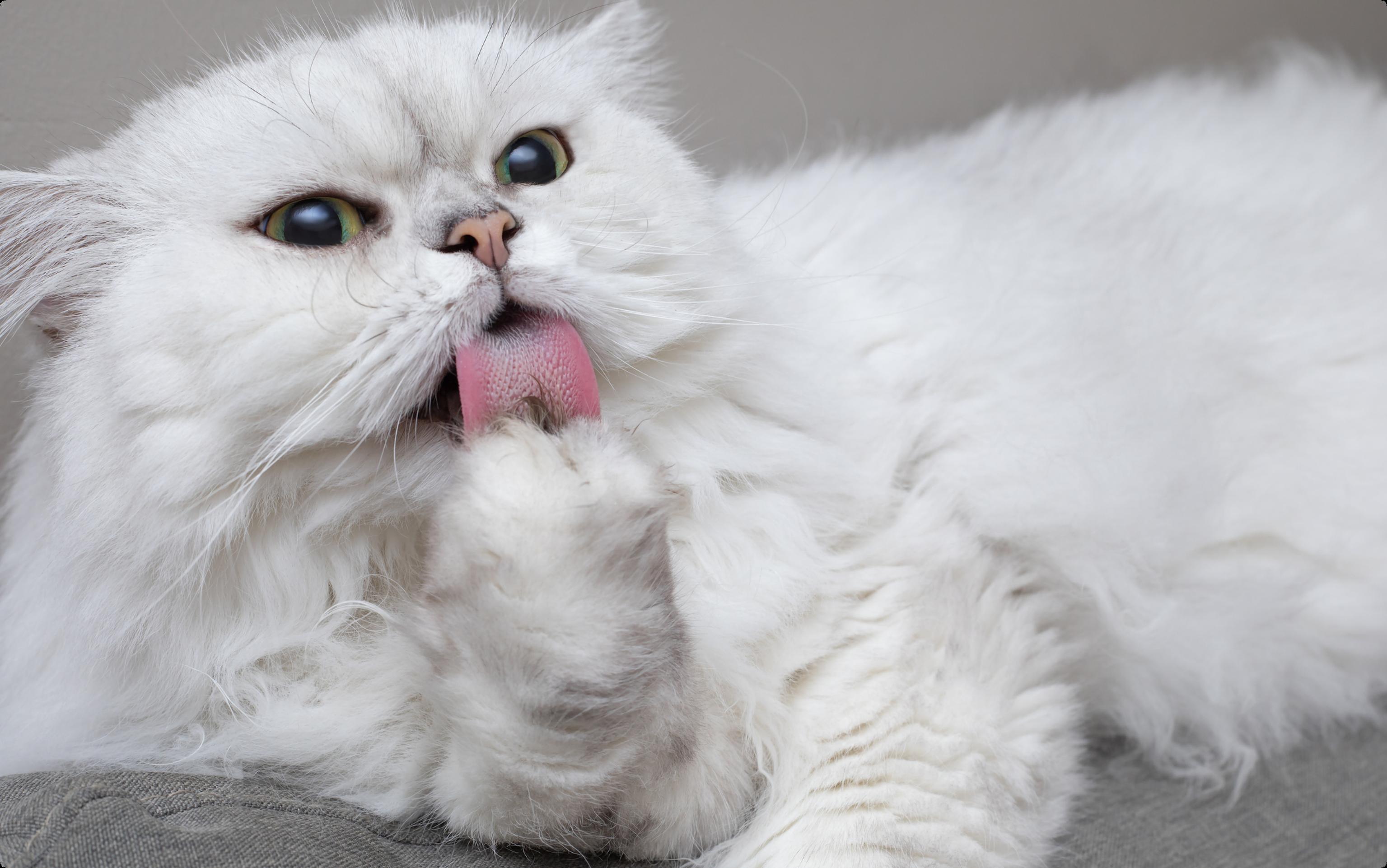 A white Chinchilla Persian cat with green eyes, cleaning it's paw