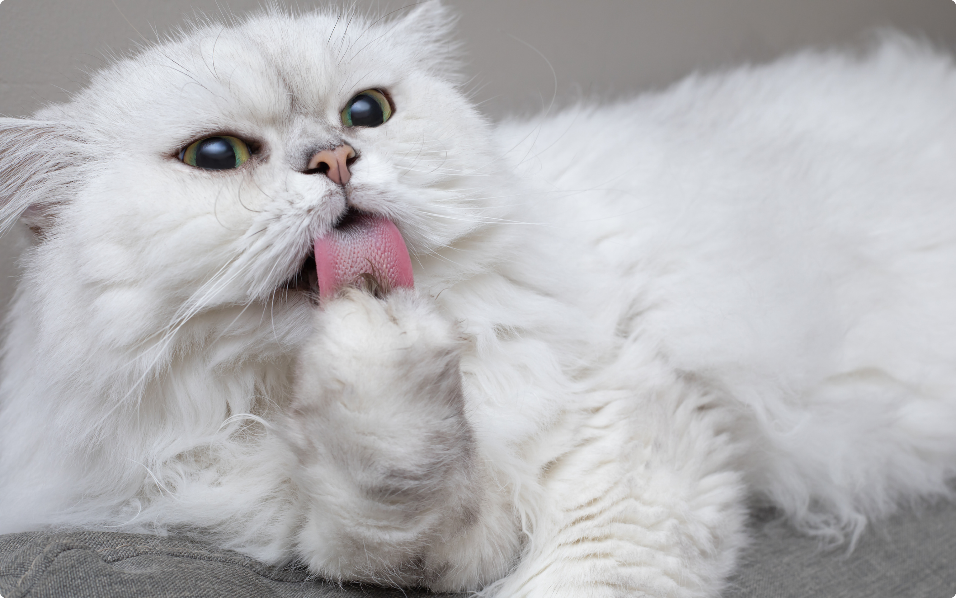 A white Chinchilla Persian cat with green eyes, cleaning it's paw