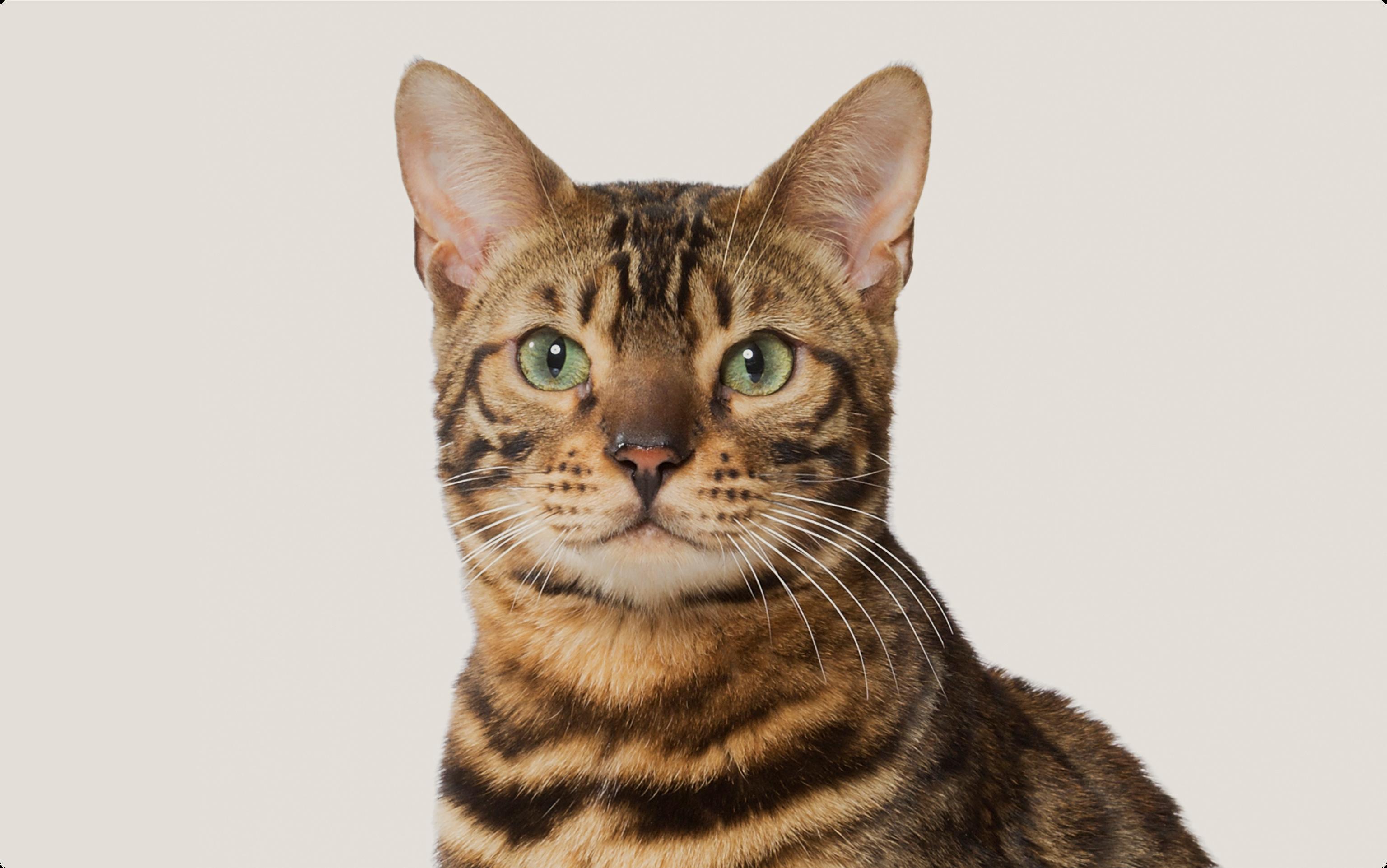 A Bengal cat with striking coat patterns and piercing green eyes gazes intently against a cream colored background.