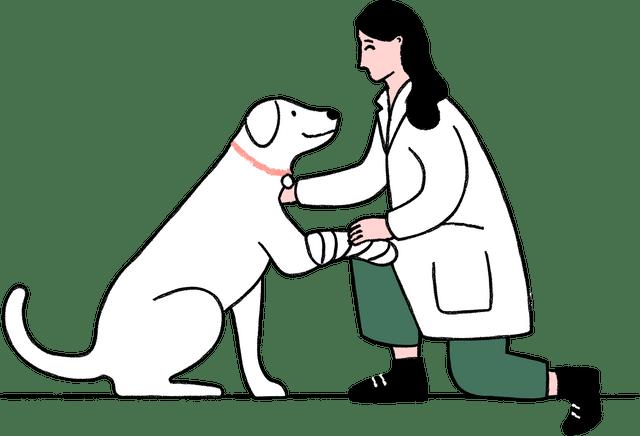 Carton vet on one knee looking after a dog with a bandage on paw