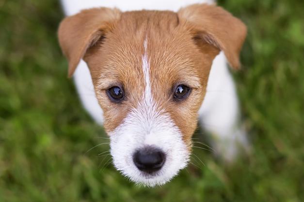 View of Dog exercise: The ultimate guide to keeping your pup healthy and happy ...