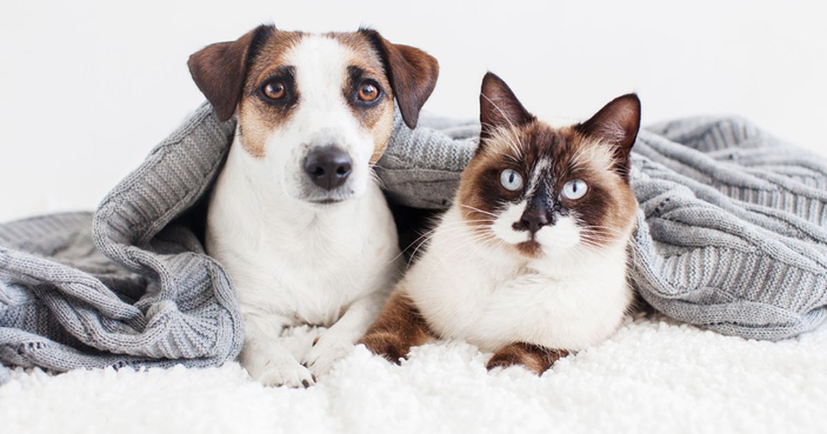 Understanding pet insurance renewal key terms and tips ManyPets