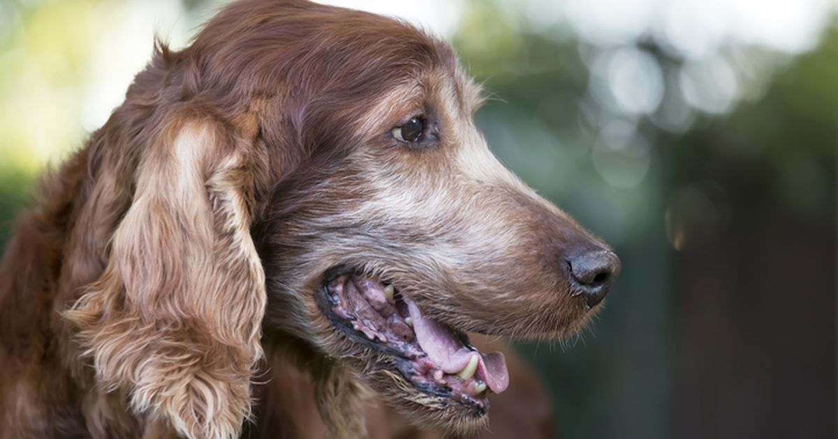 Dog's breath smells 2024 like rotten meat