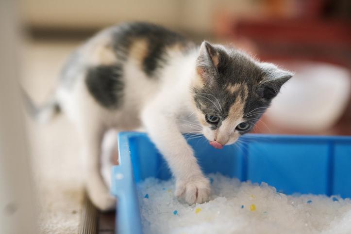 Adorable little kitten scratching around in his litter box on the floor of his new forever home