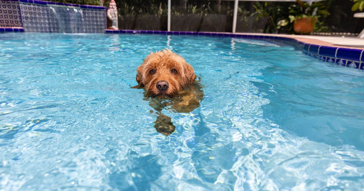 Dog breeds that make the best swimmers ManyPets