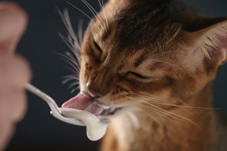 Cat licking yogurt on a spoon