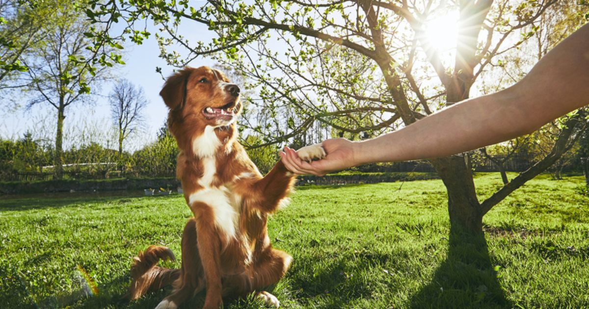 A dog hot sale trainer