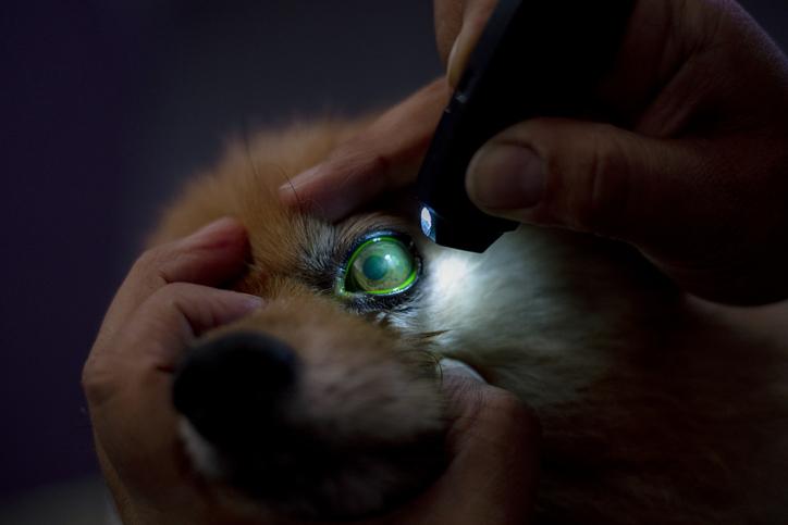 Veterinarian checking dog's eyes, diagnose corneal ulcers