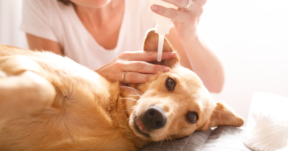 How to clean dog ears A stepbystep guide ManyPets
