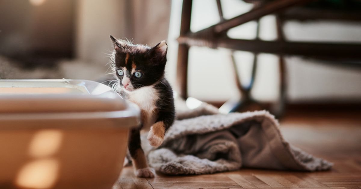 How to litter box shop train a kitten fast