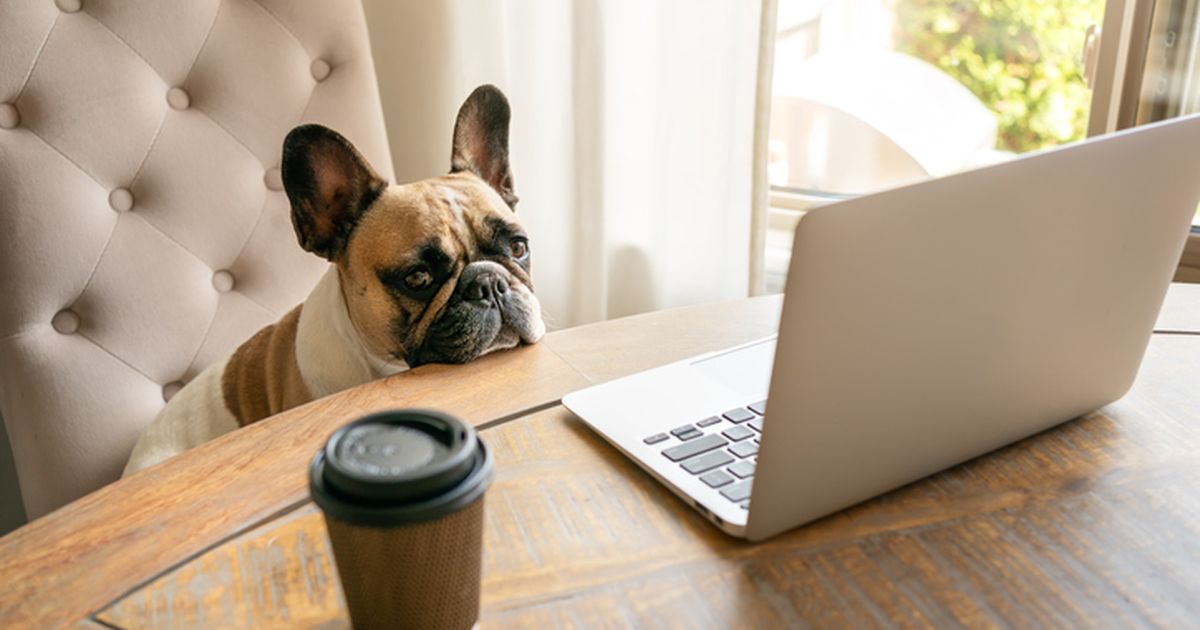 Low excess and no excess pet insurance ManyPets