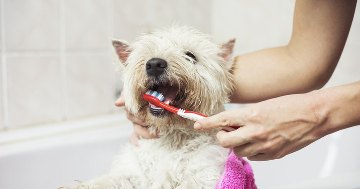 Can u brush a shop dog's teeth with regular toothpaste