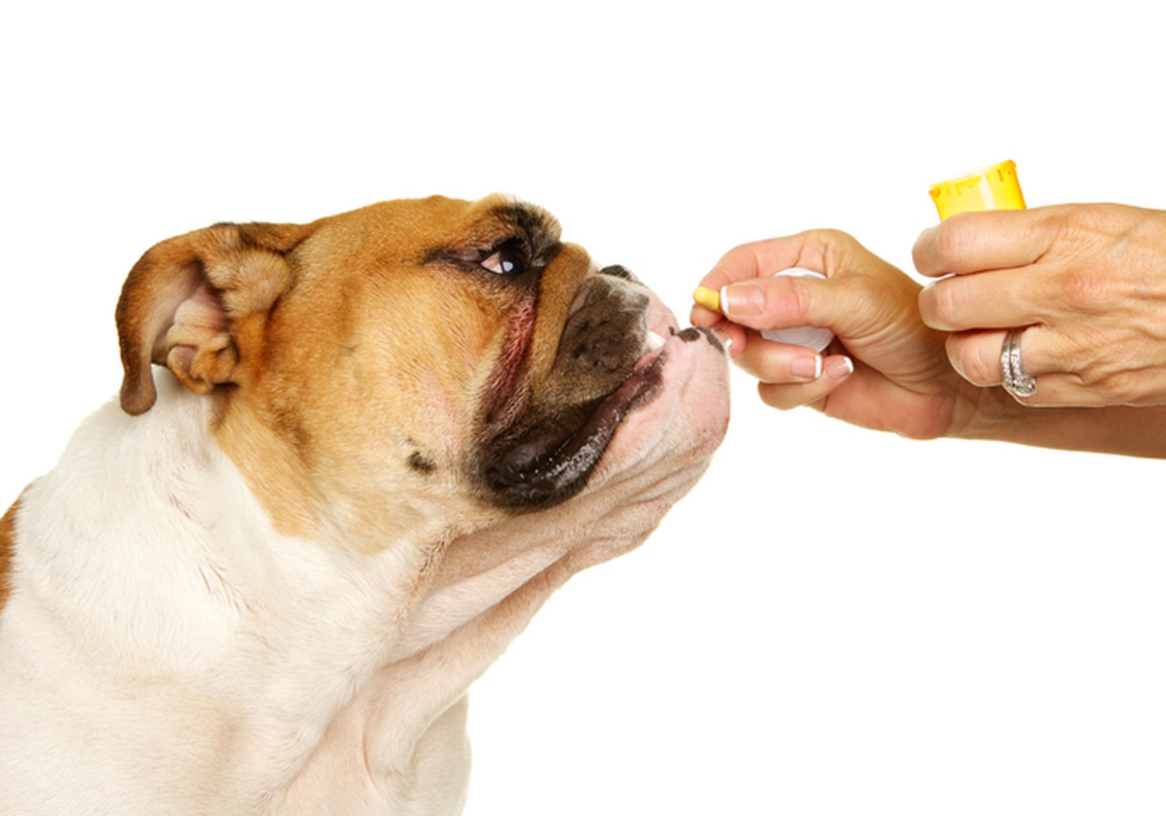 Dog sniffing pill
