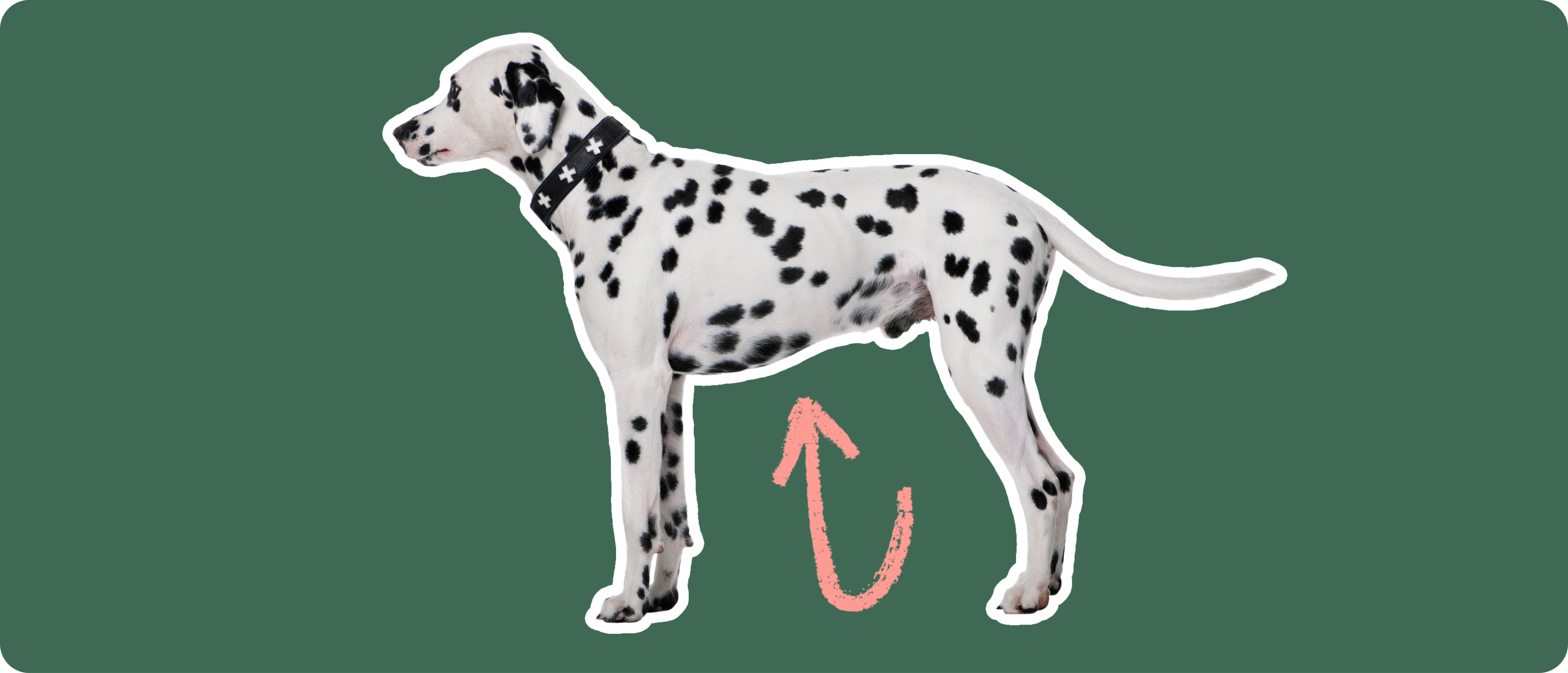 Female Dog Names Best Names For Dalmatians 101 Dalmatian Puppy