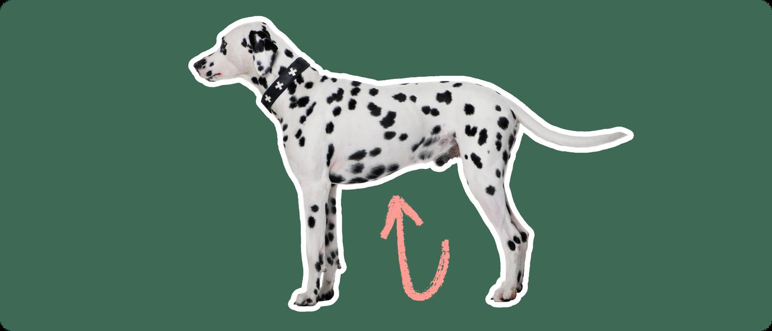 Image of a black-and-white Dalmatian with a pink arrow draw to its stomach
