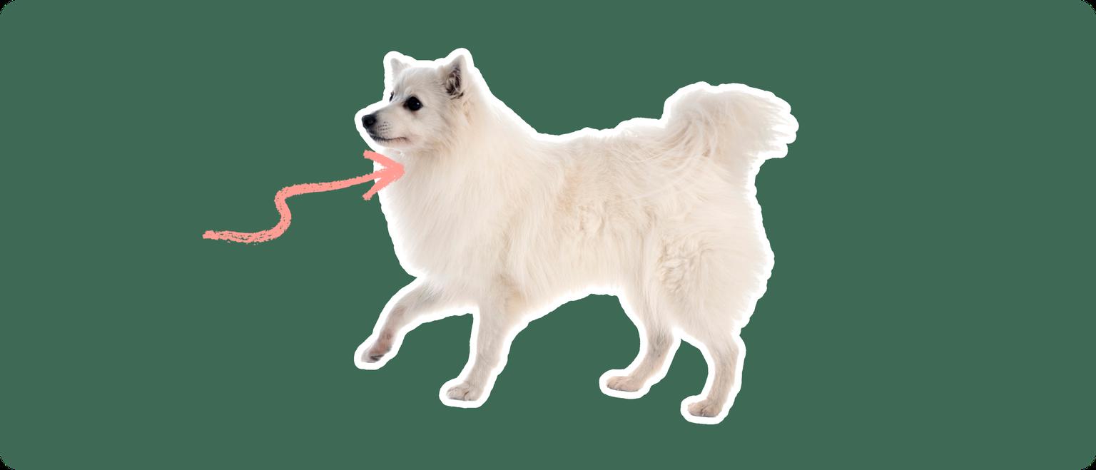 The sideview of a fluffy white American Eskimo dog cut out with a white outline, with a pink arrow pointing to it's neck, on a solid green background