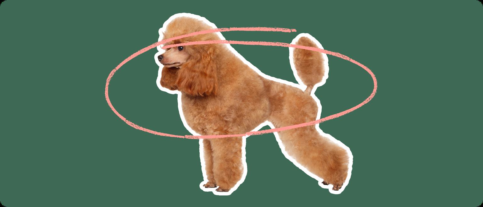 Image of a brown Toy Poodle with a brown circle drawn over its body