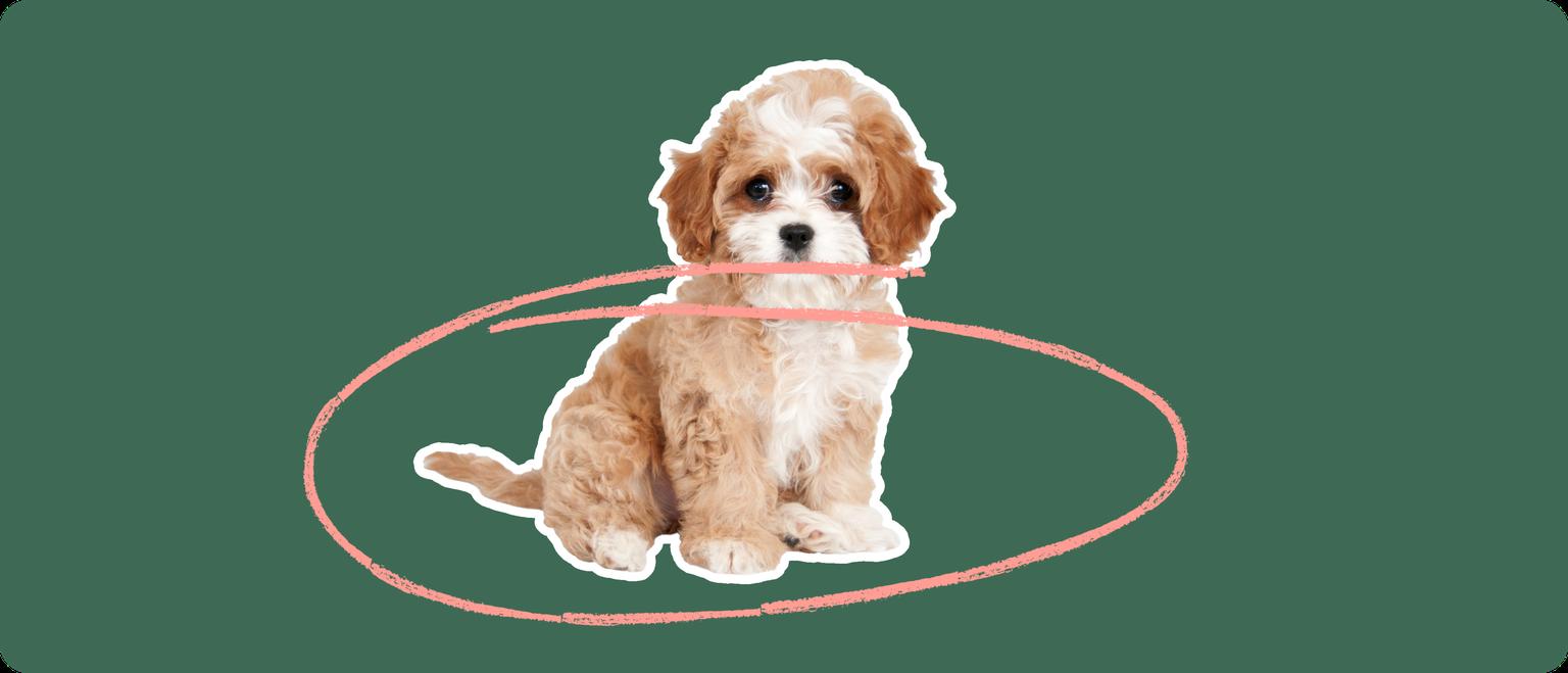 Cavapoo