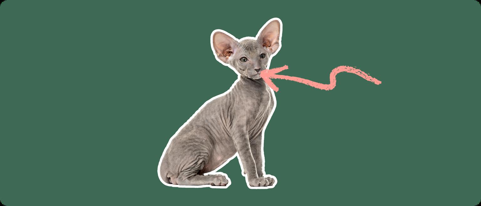 A grey peterbald cat cut out with a white outline, with a pink arrow pointing to it's mouth, on a solid cut background