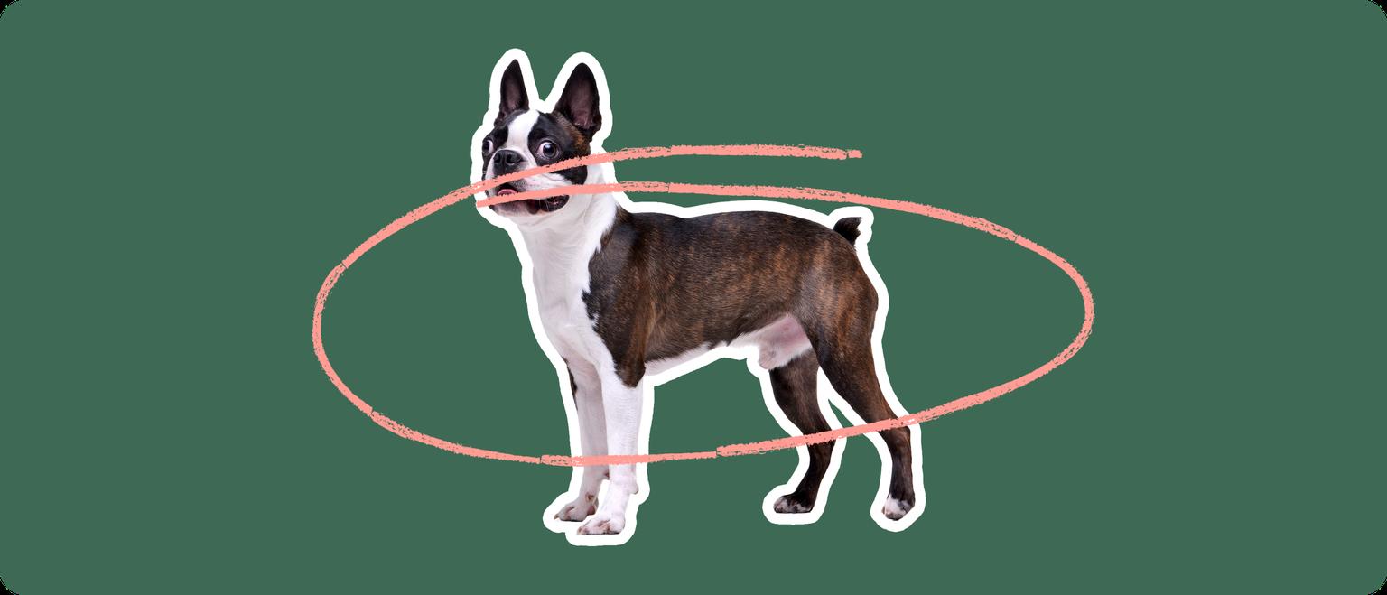 Boston Terrier with a pink circle drawn around its body